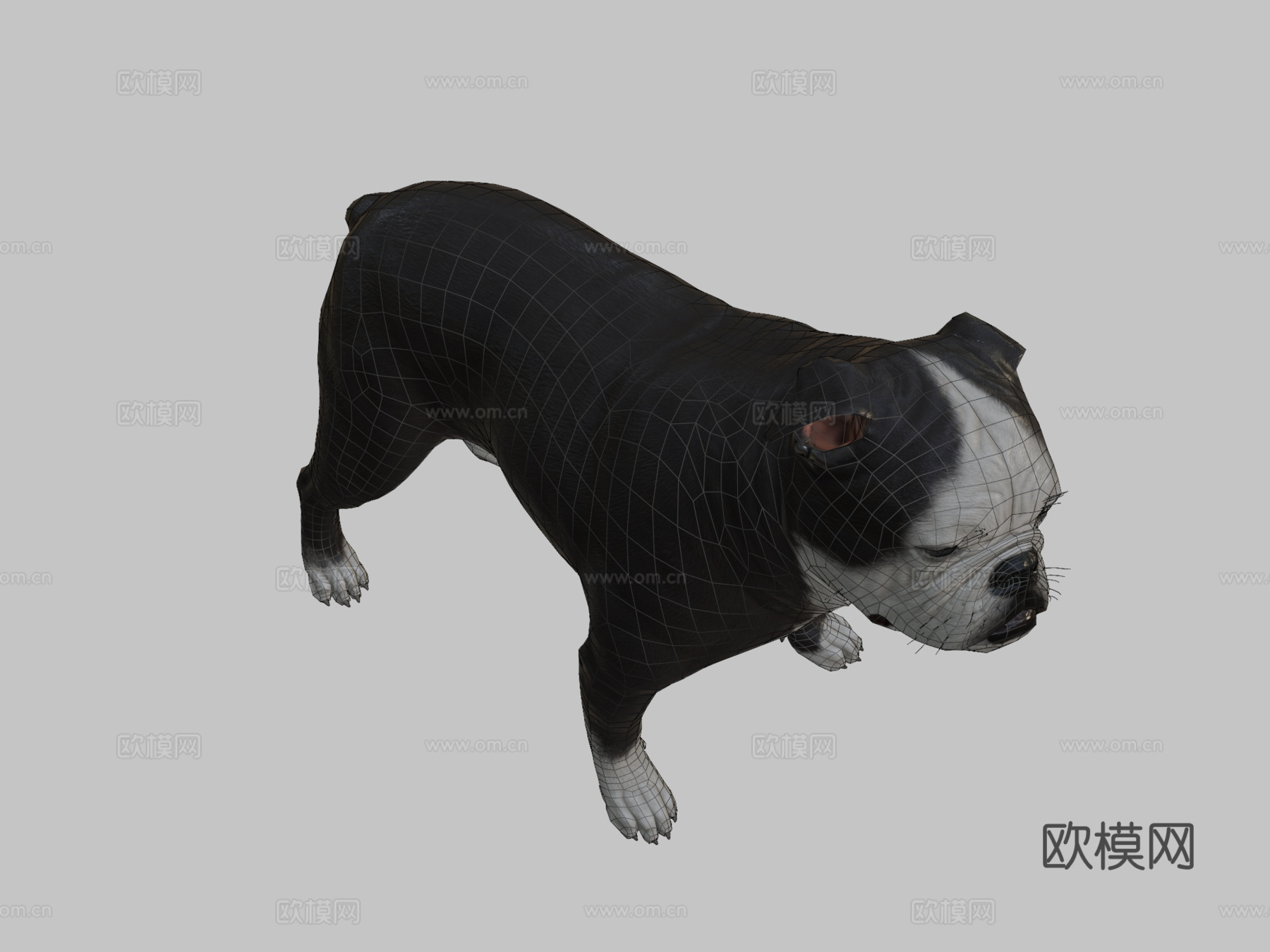 英国斗牛犬3d模型