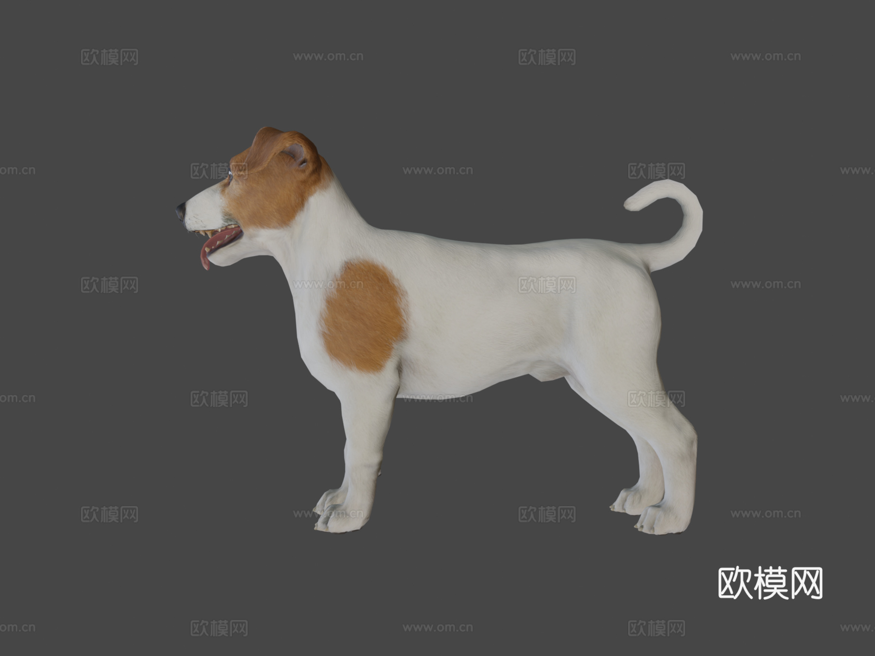 狗-杰克罗素梗犬3d模型