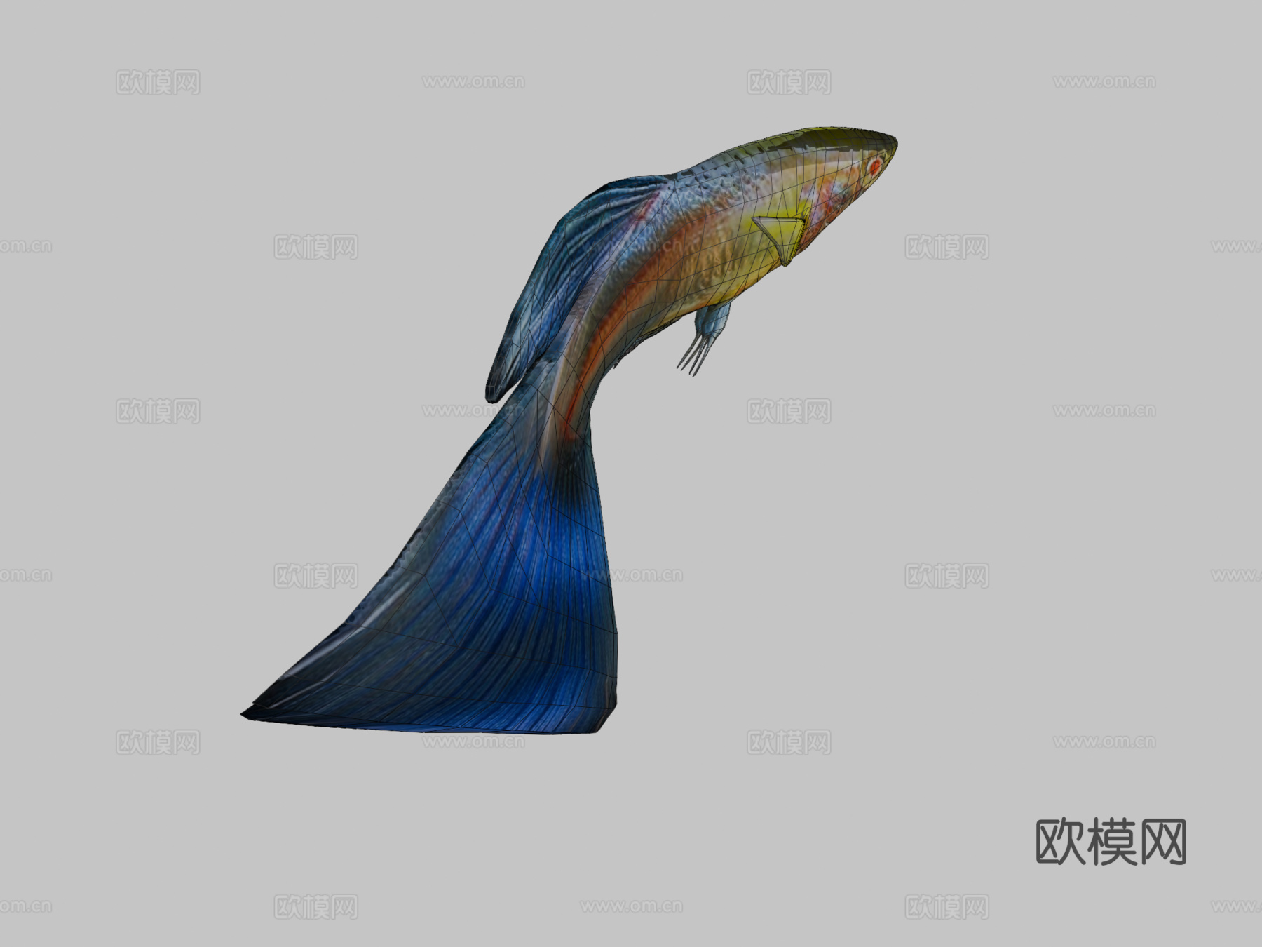孔雀鱼动画3d模型