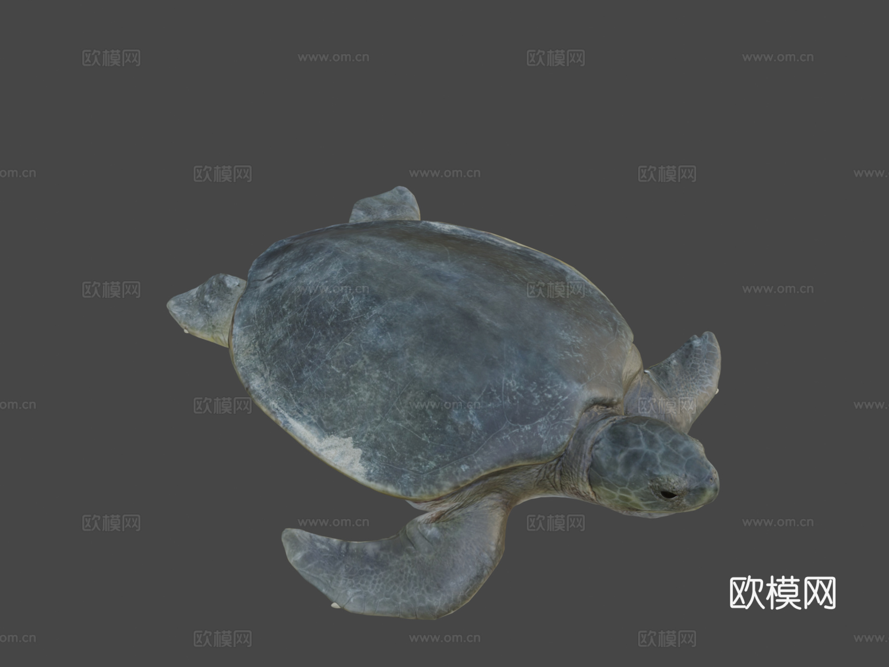 模型53A-平背海龟3d模型