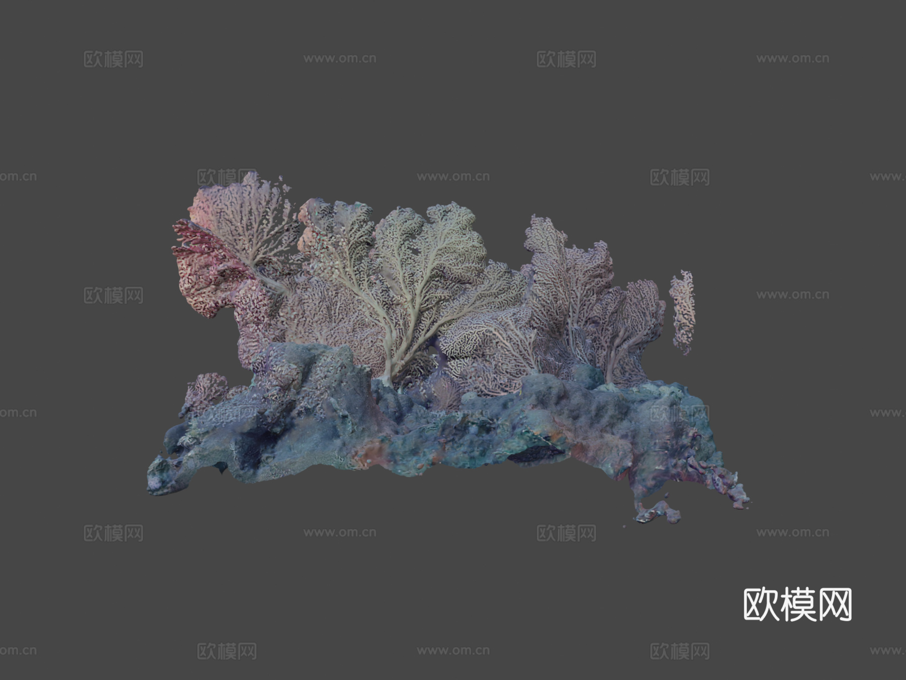深海珊瑚3d模型