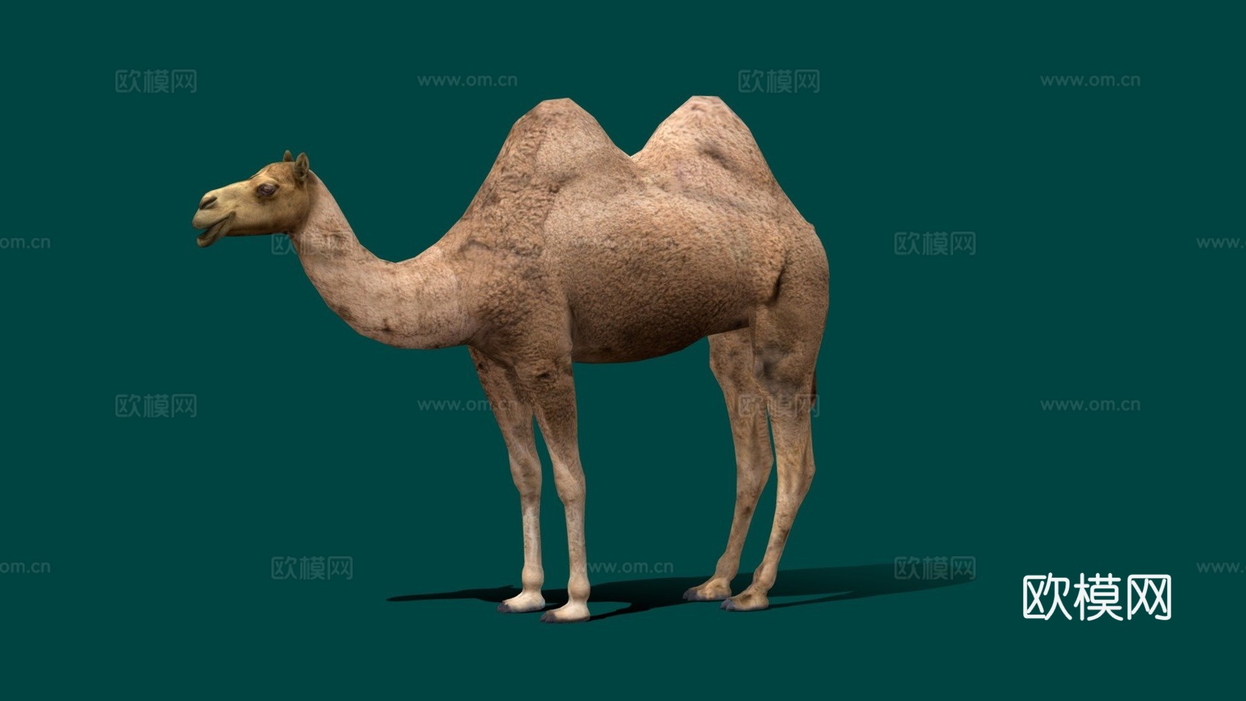 双峰骆驼3d模型