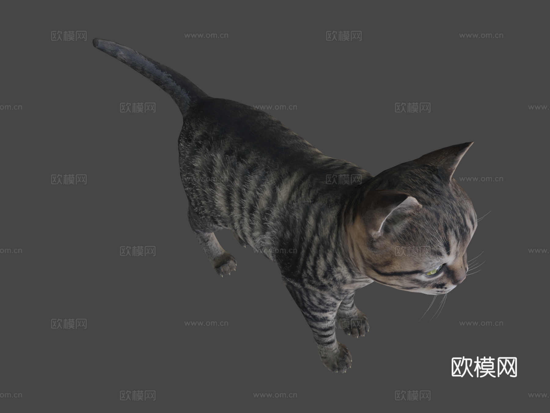 小虎猫3d模型