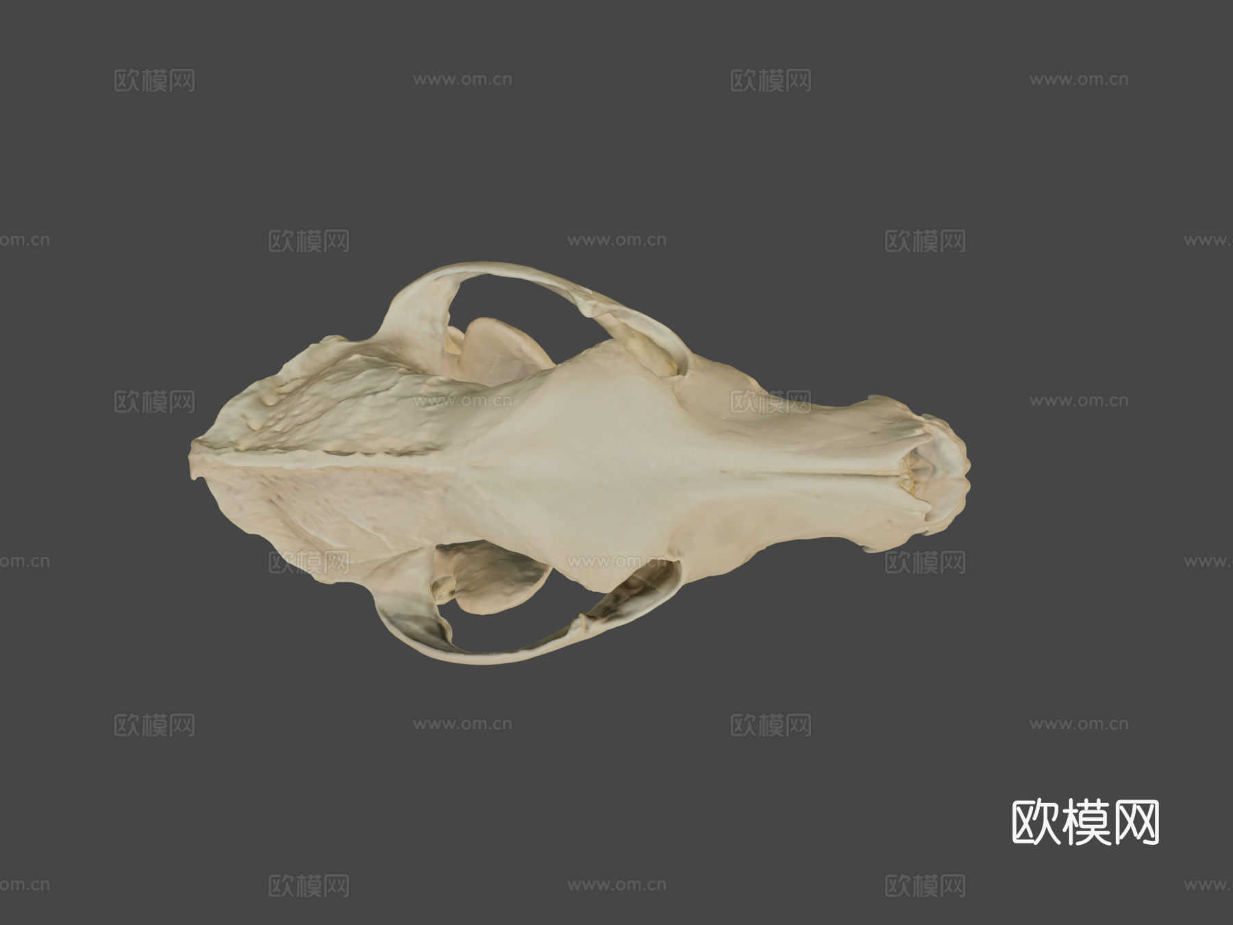 德国牧羊犬头骨3d模型