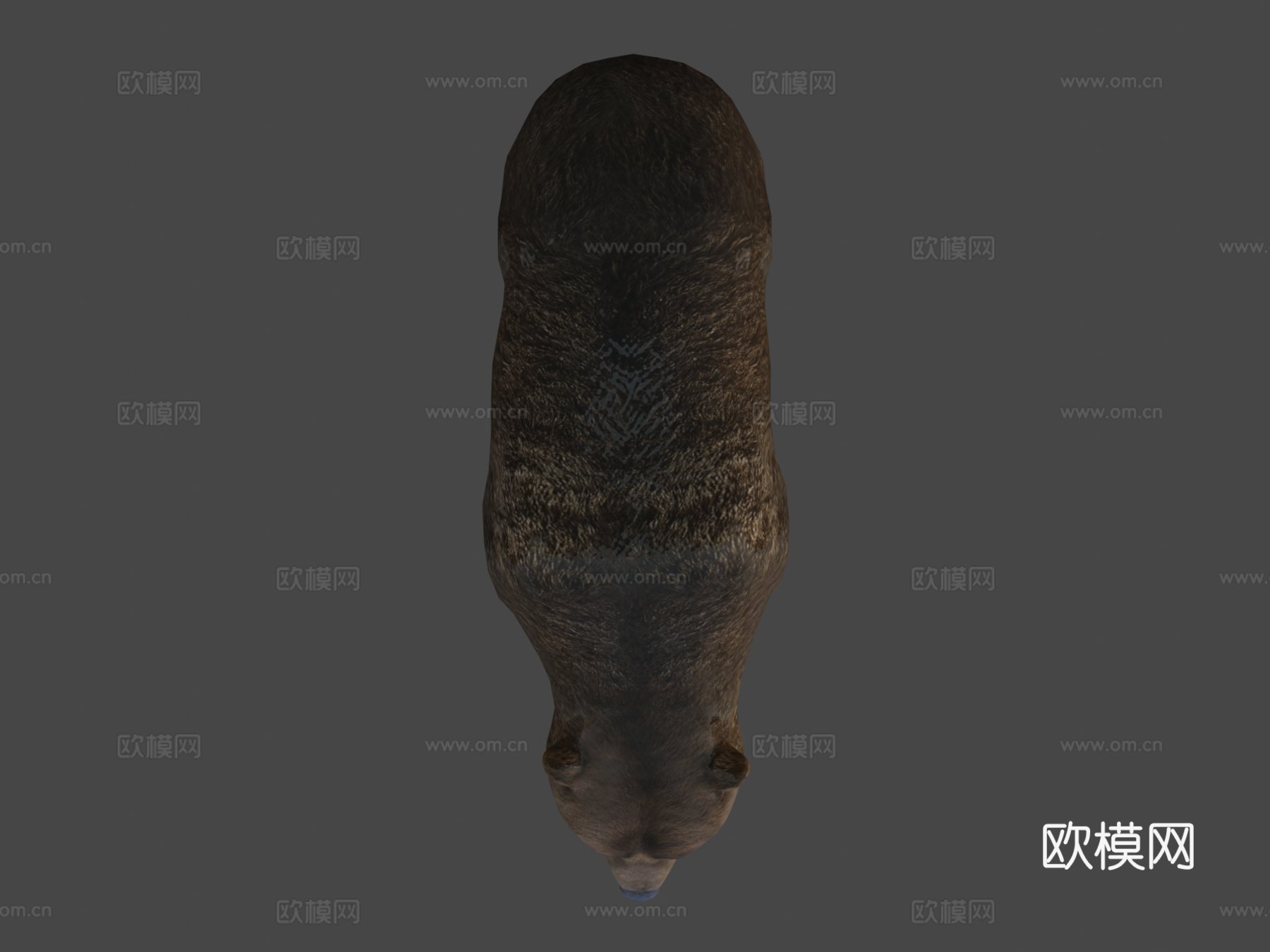 雄性熊3d模型