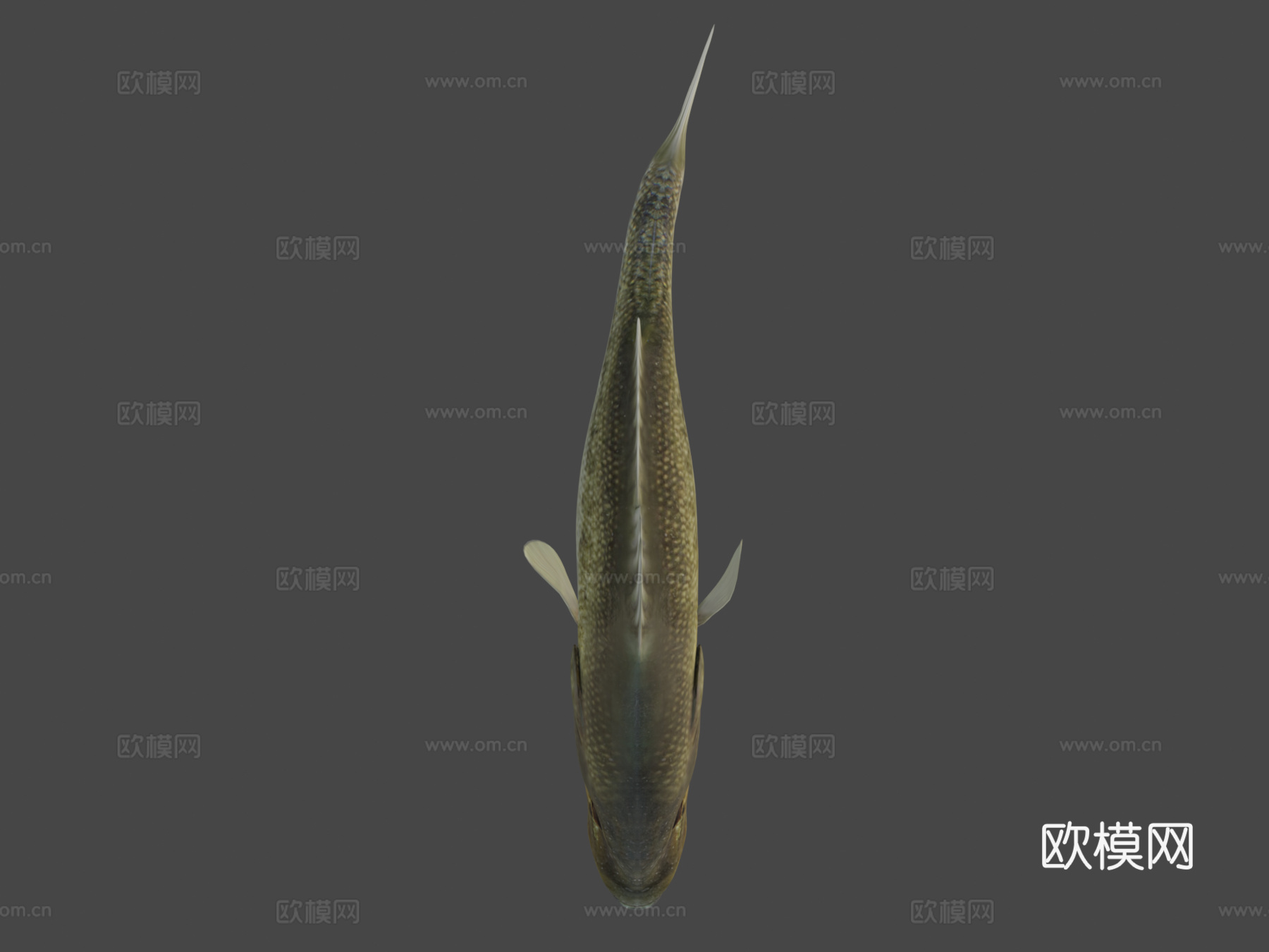 A型-大口黑鲈3d模型