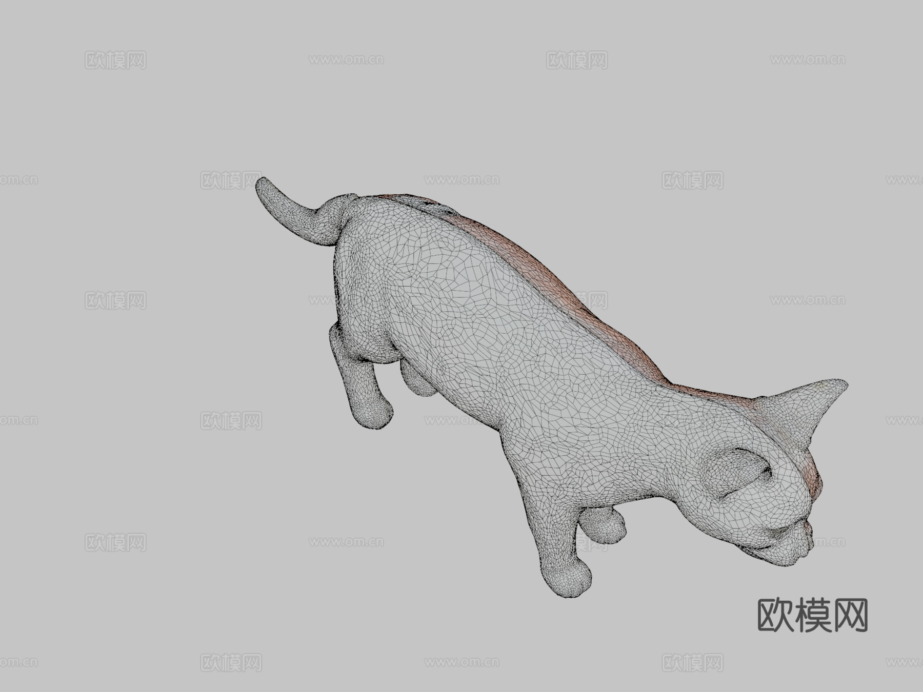 带肌肉结构的猫3D解剖模型3d模型