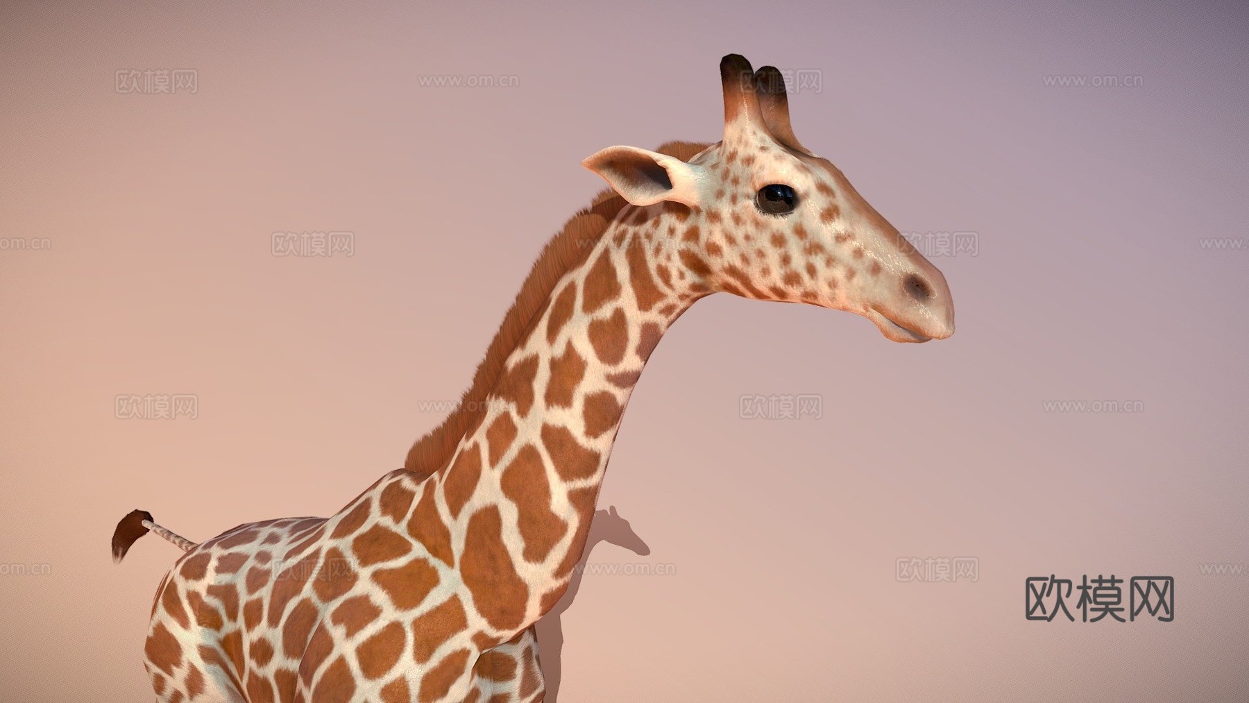 动画长颈鹿3d模型