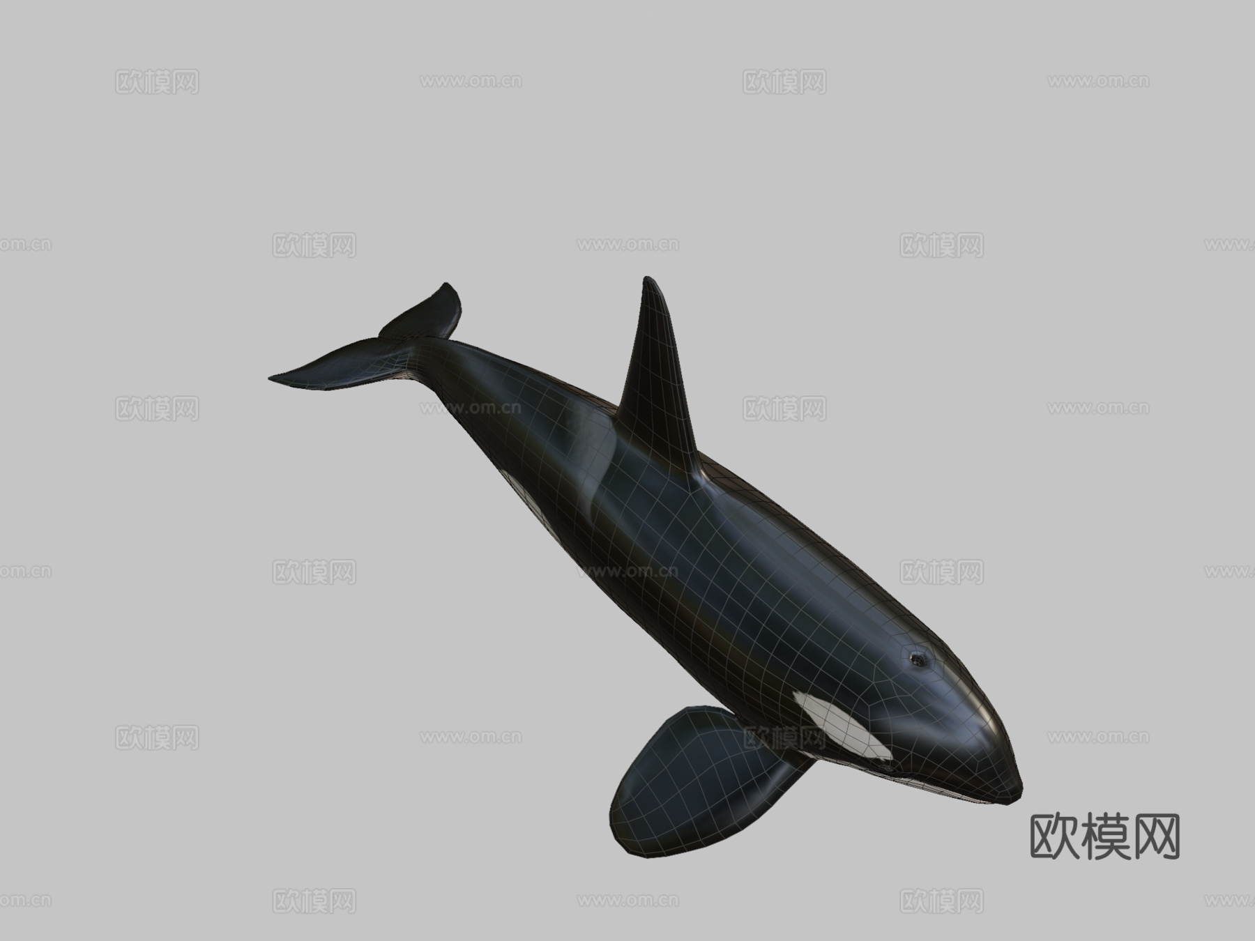 虎鲸(逆戟鲸)-杀人鲸3d模型