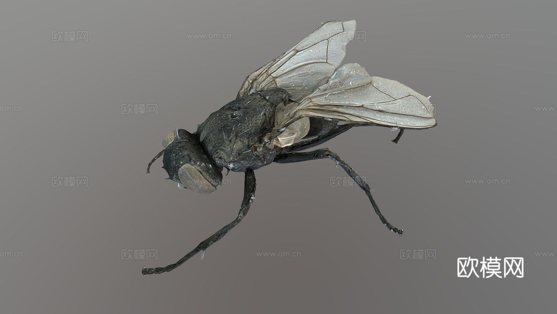 家蝇（自然历史数字档案(DiNArDa)）3d模型