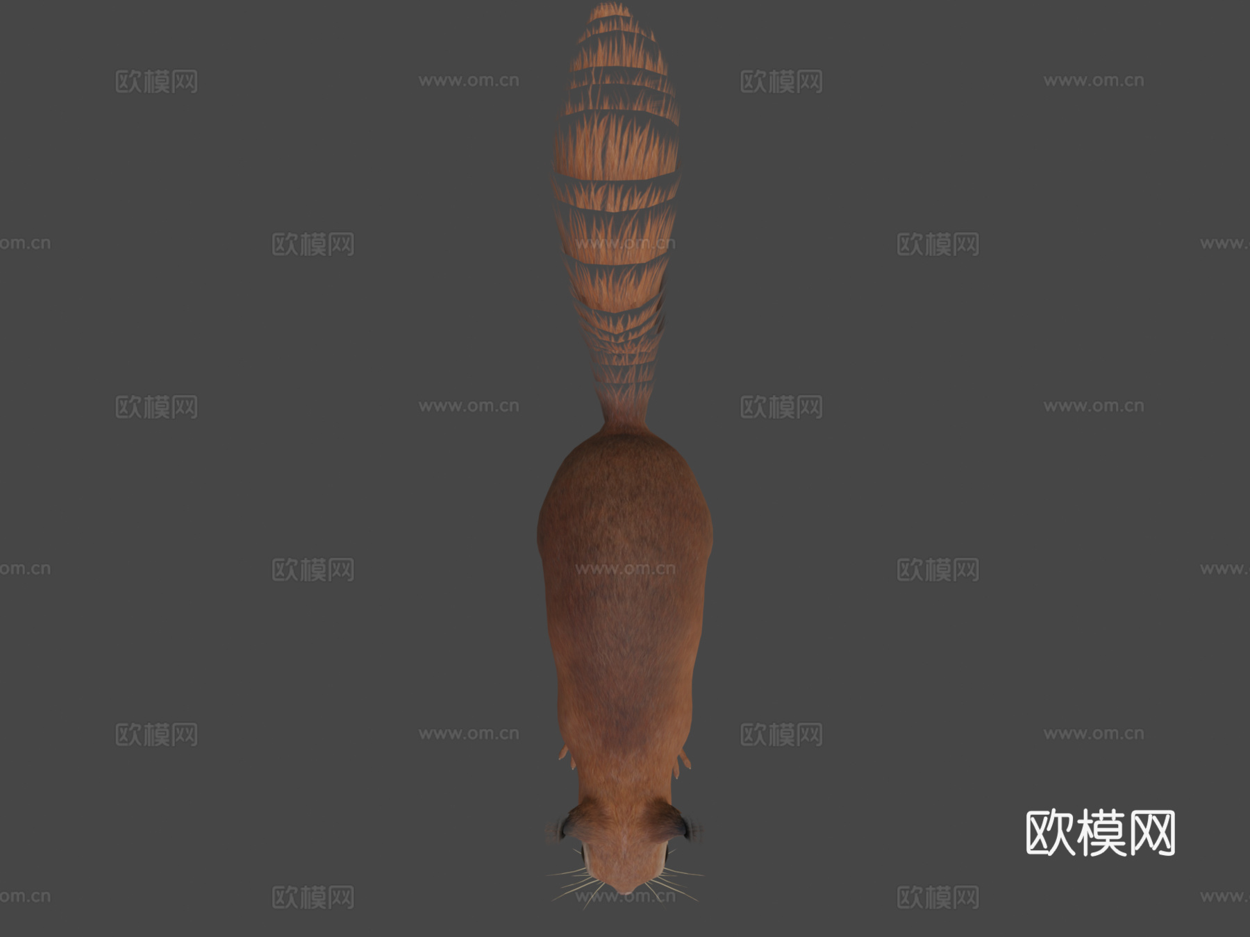 松鼠3d模型