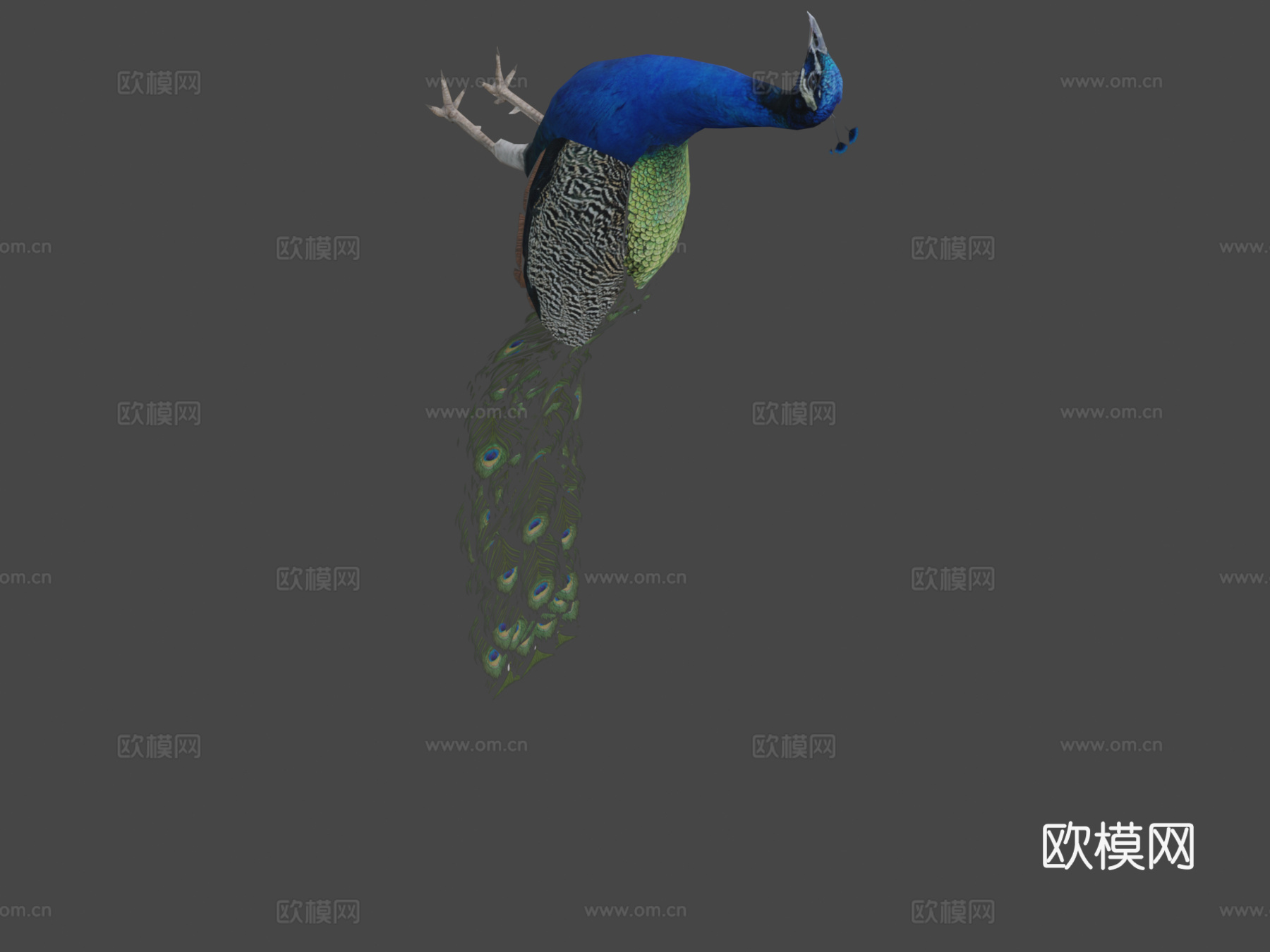 孔雀3d模型