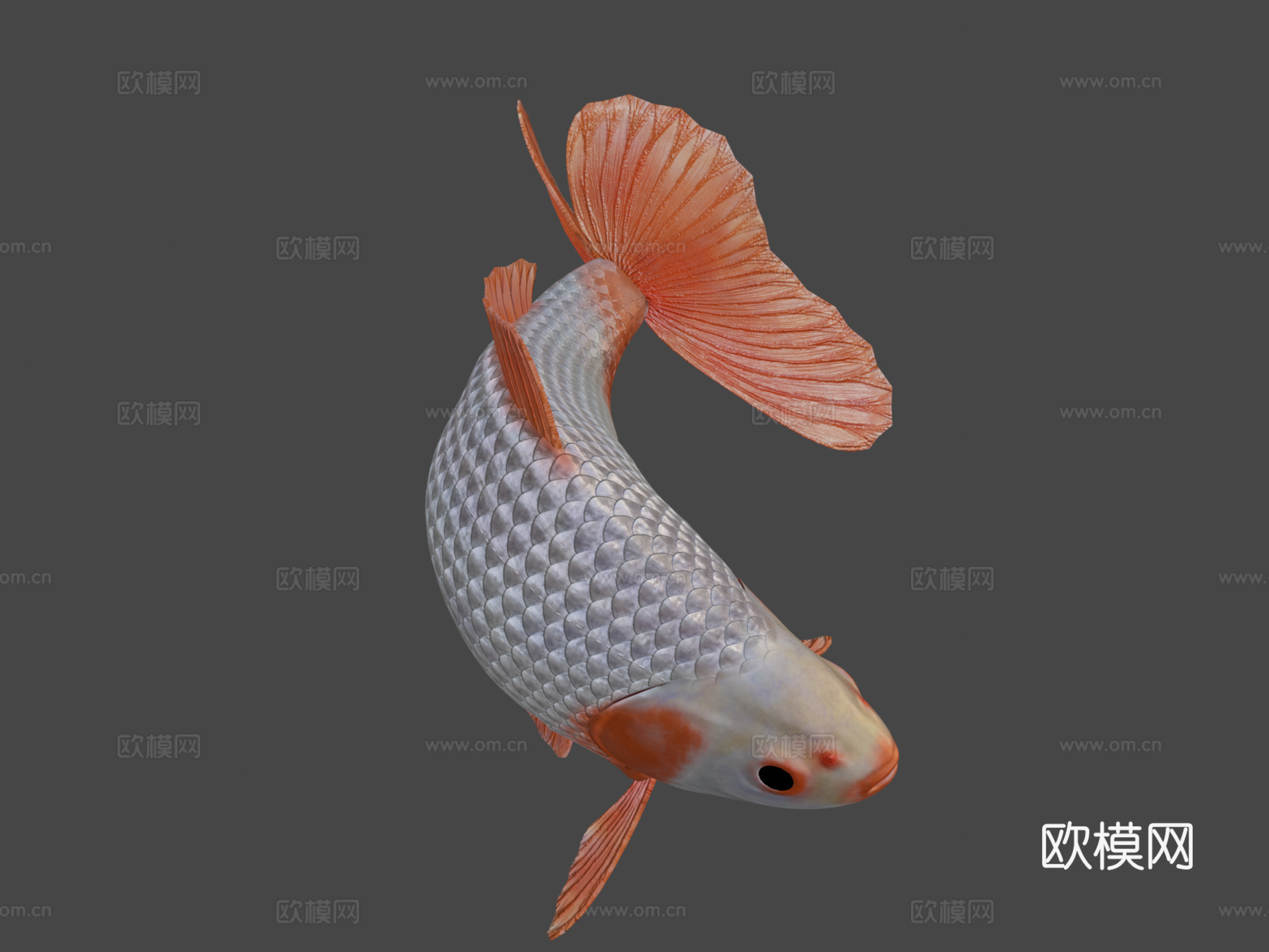 地金金鱼3d模型