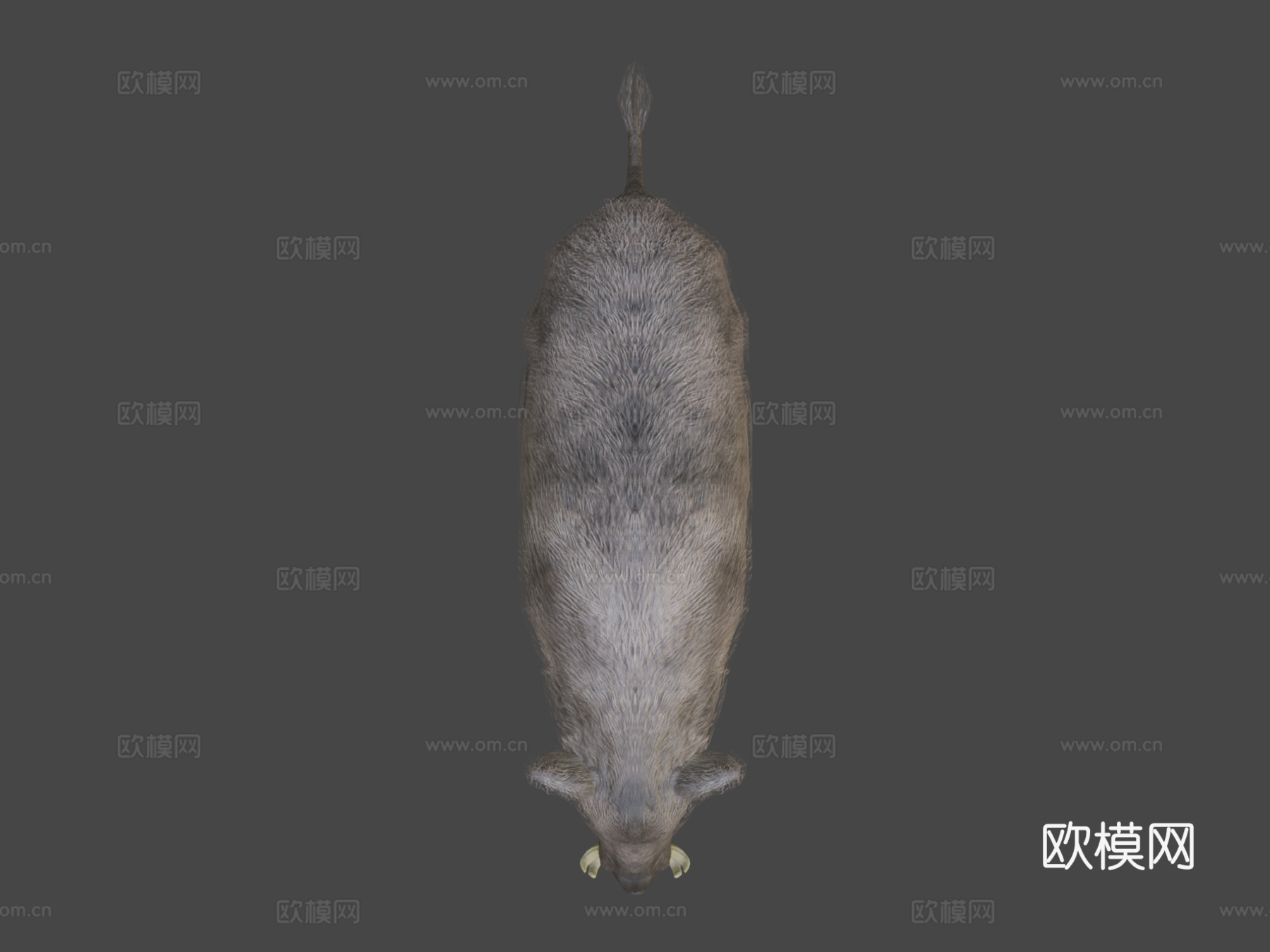 野猪动画3d模型