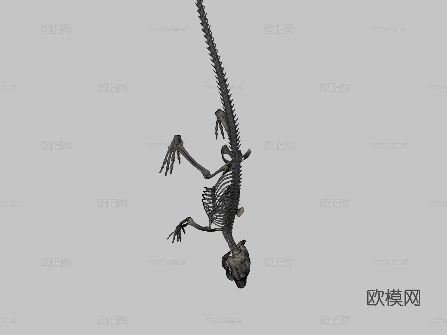 鳄鱼骨架3d模型