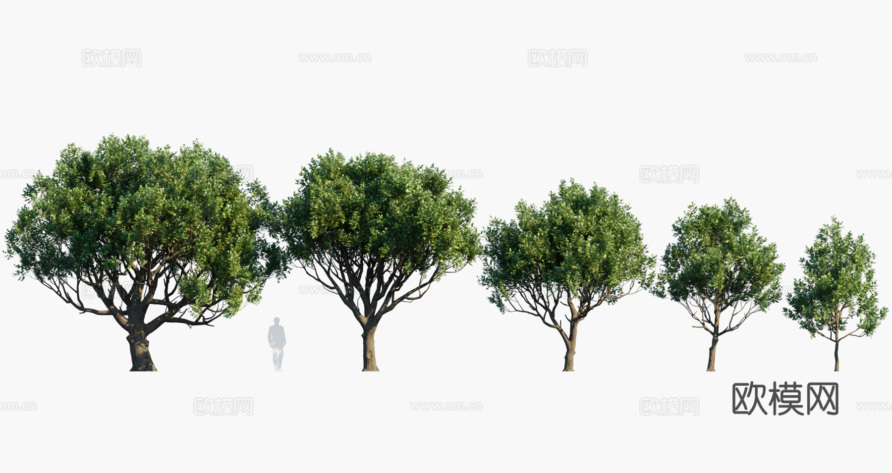 景观树 乔木3d模型