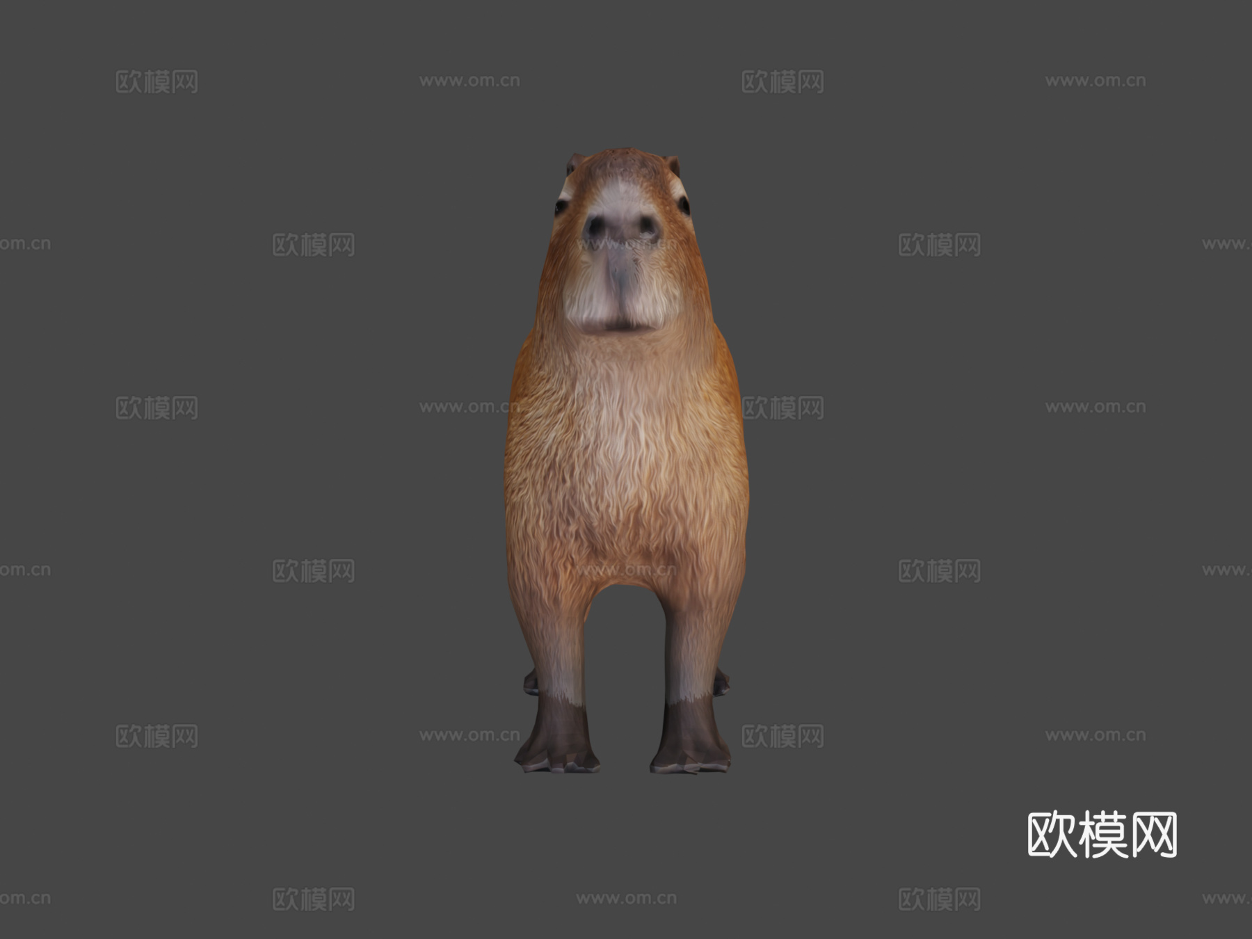 水豚3d模型