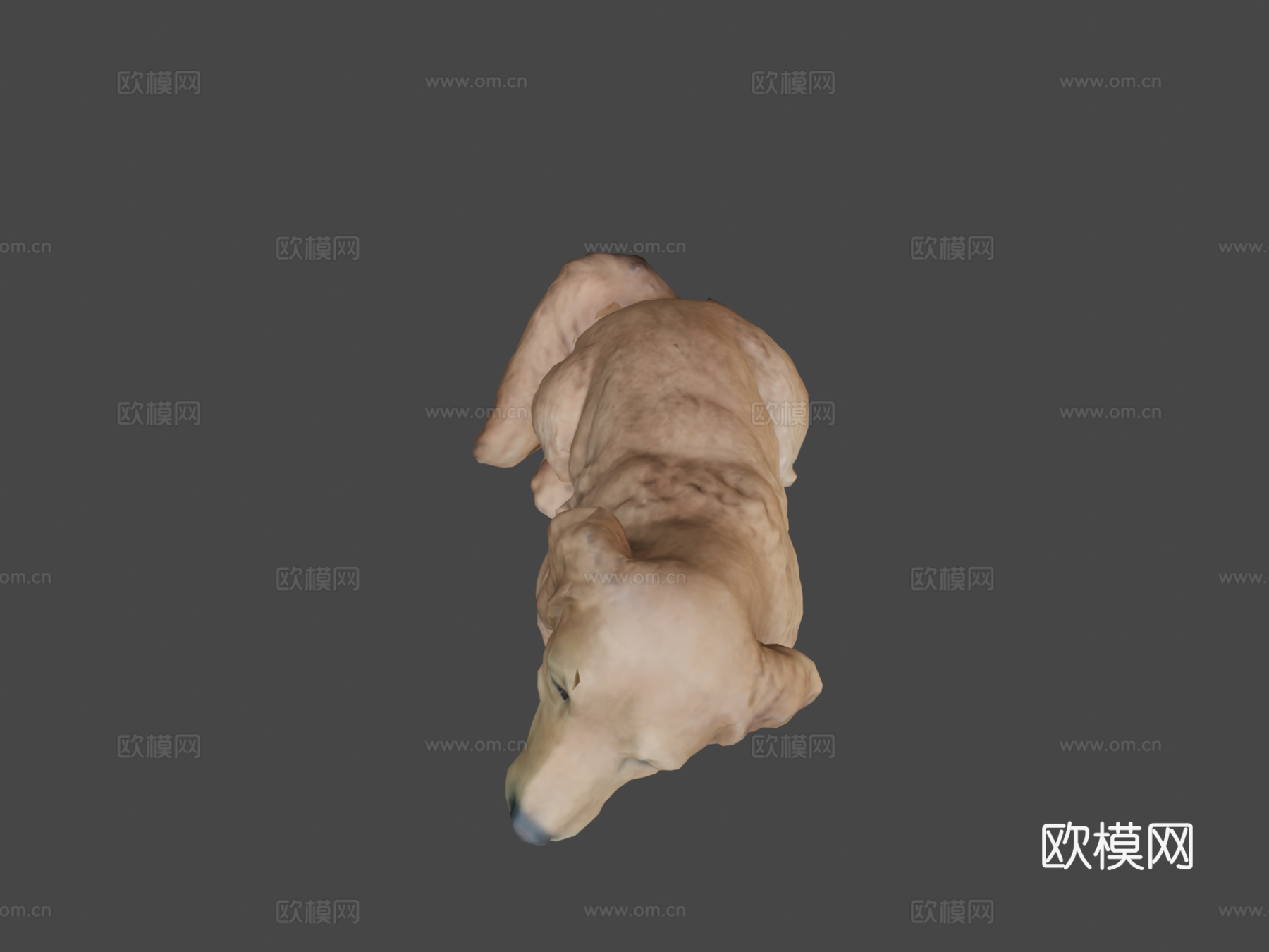 金毛寻回犬3d模型