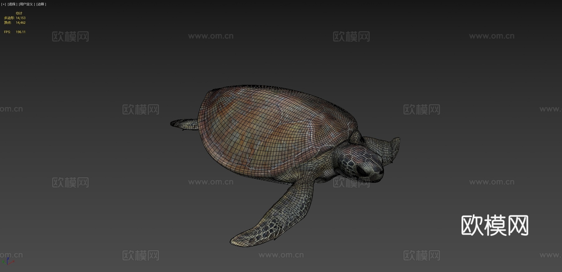 B模型幼年绿海龟3d模型