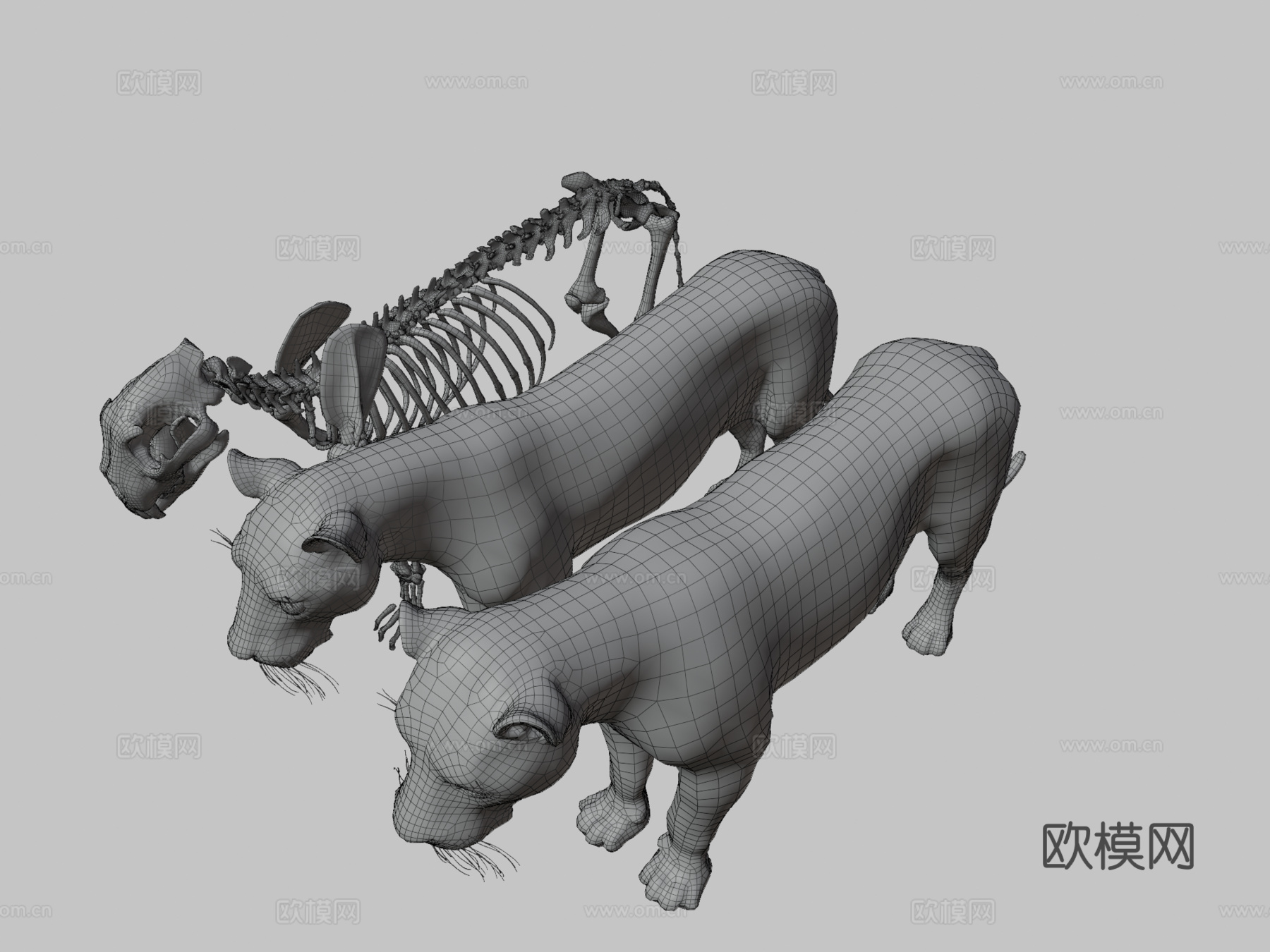 动物狮子解剖皮肤剥离3d模型