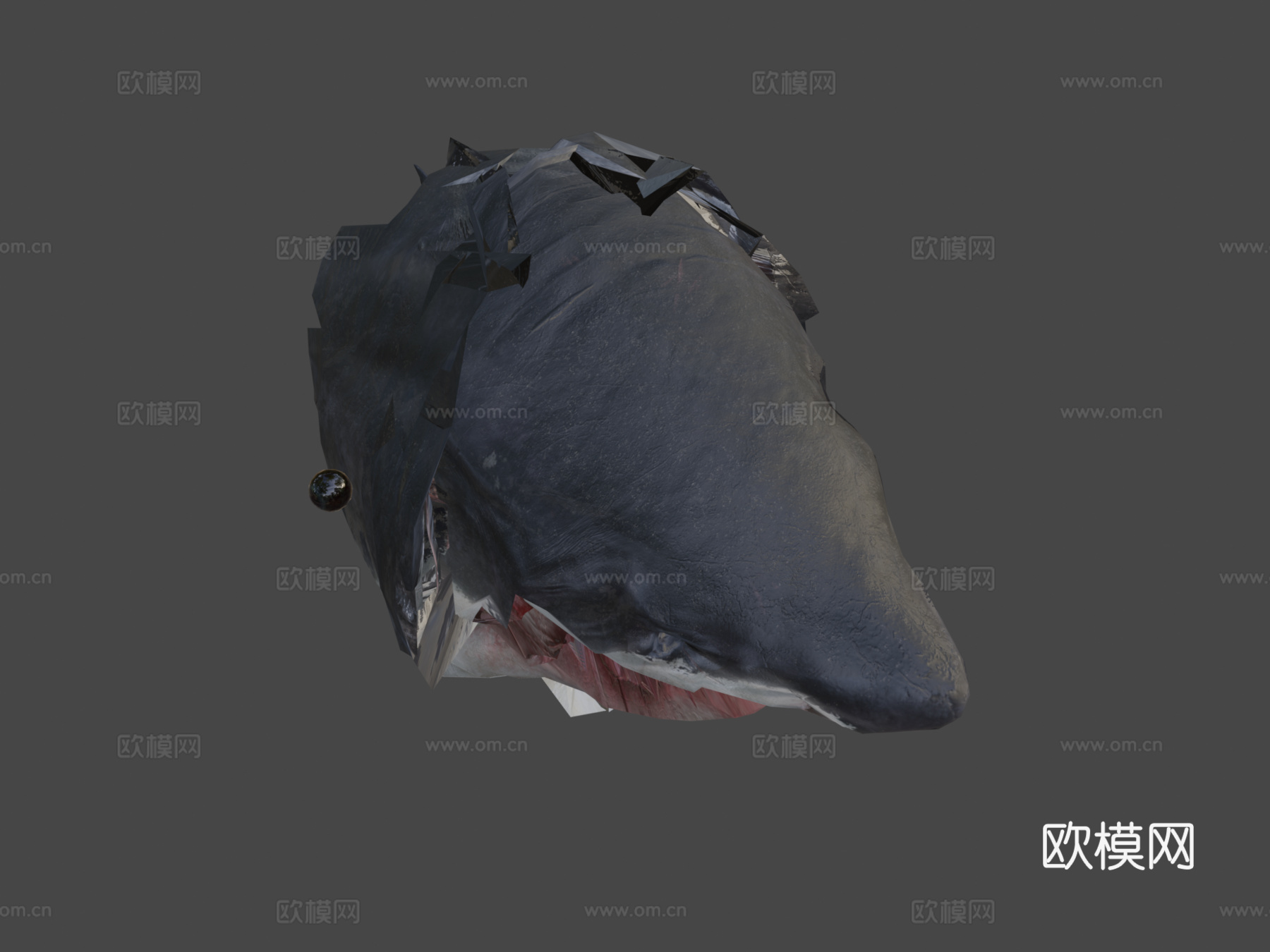 白鲨3d模型