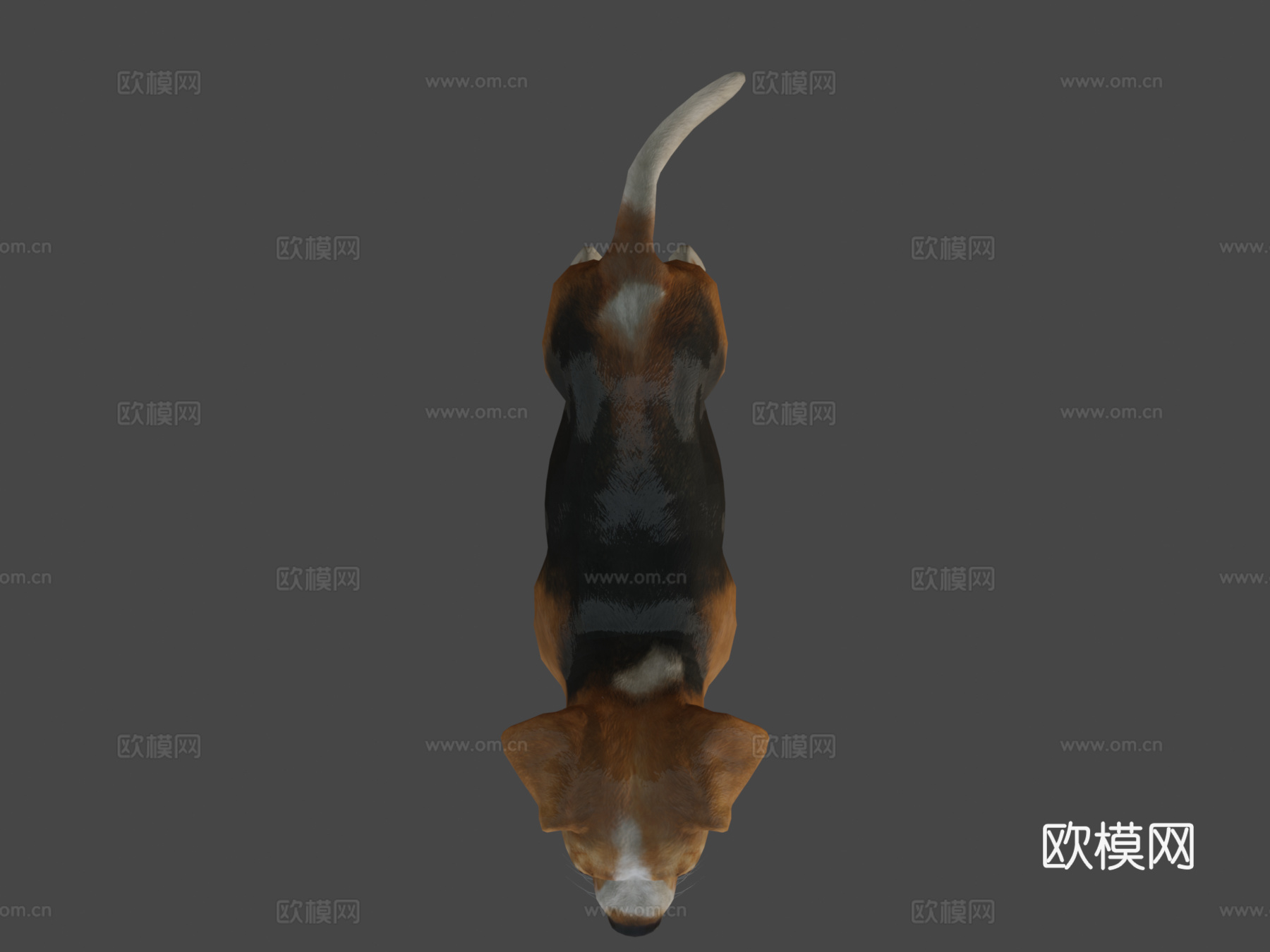 狗-比格犬3d模型