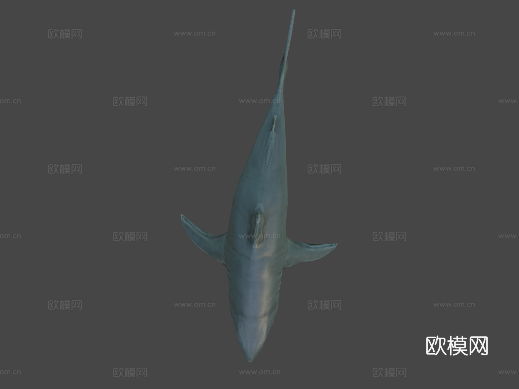 大白鲨(马特乌斯·施瓦布)_23d模型
