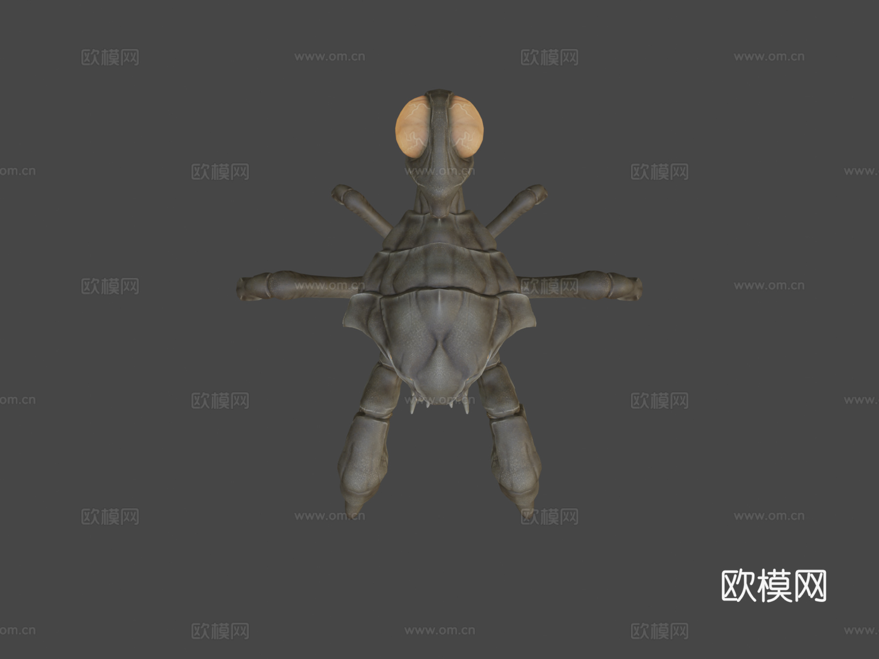卡西顿动画3d模型