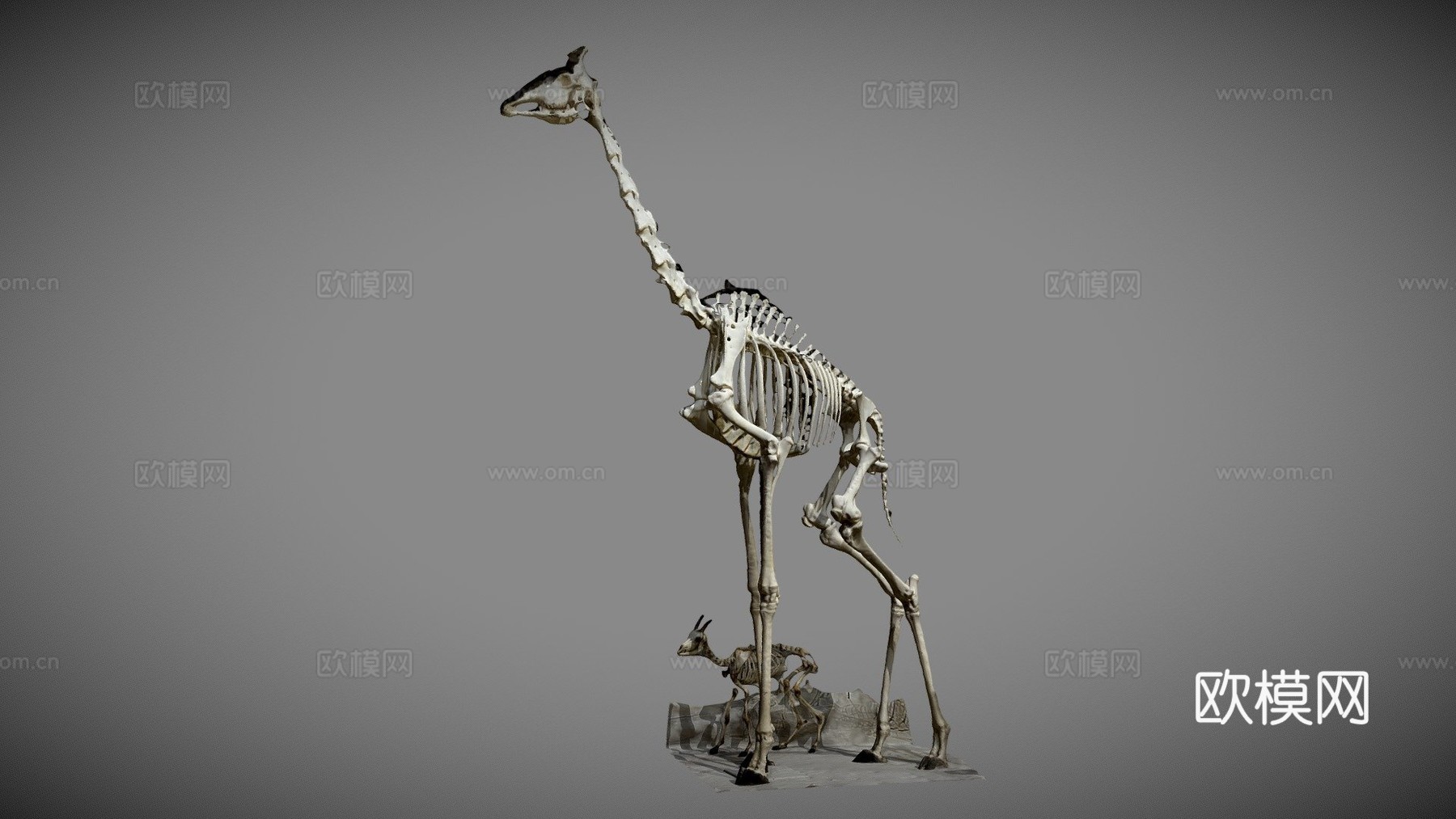 长颈鹿骨架3d模型