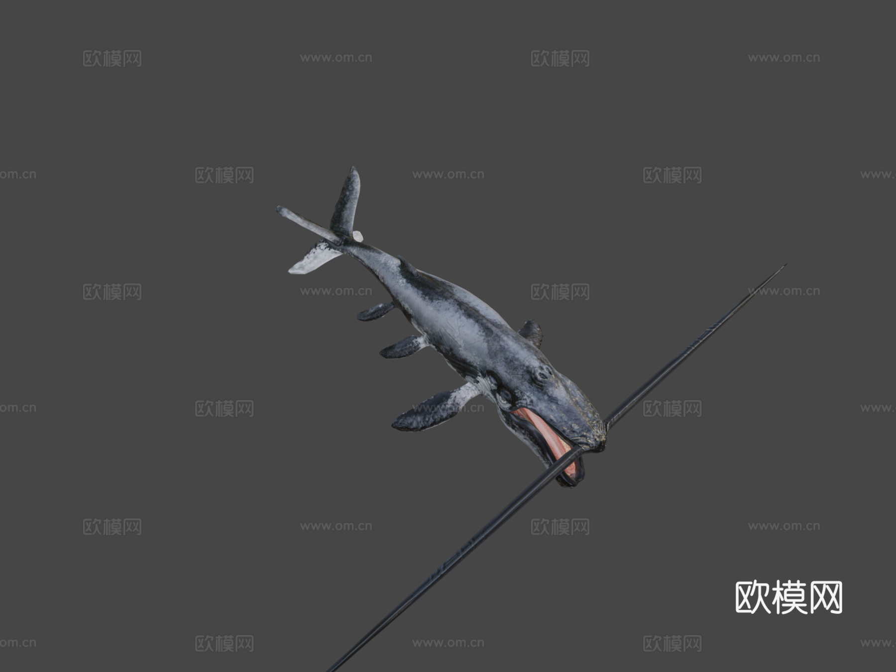 须鲸3d模型