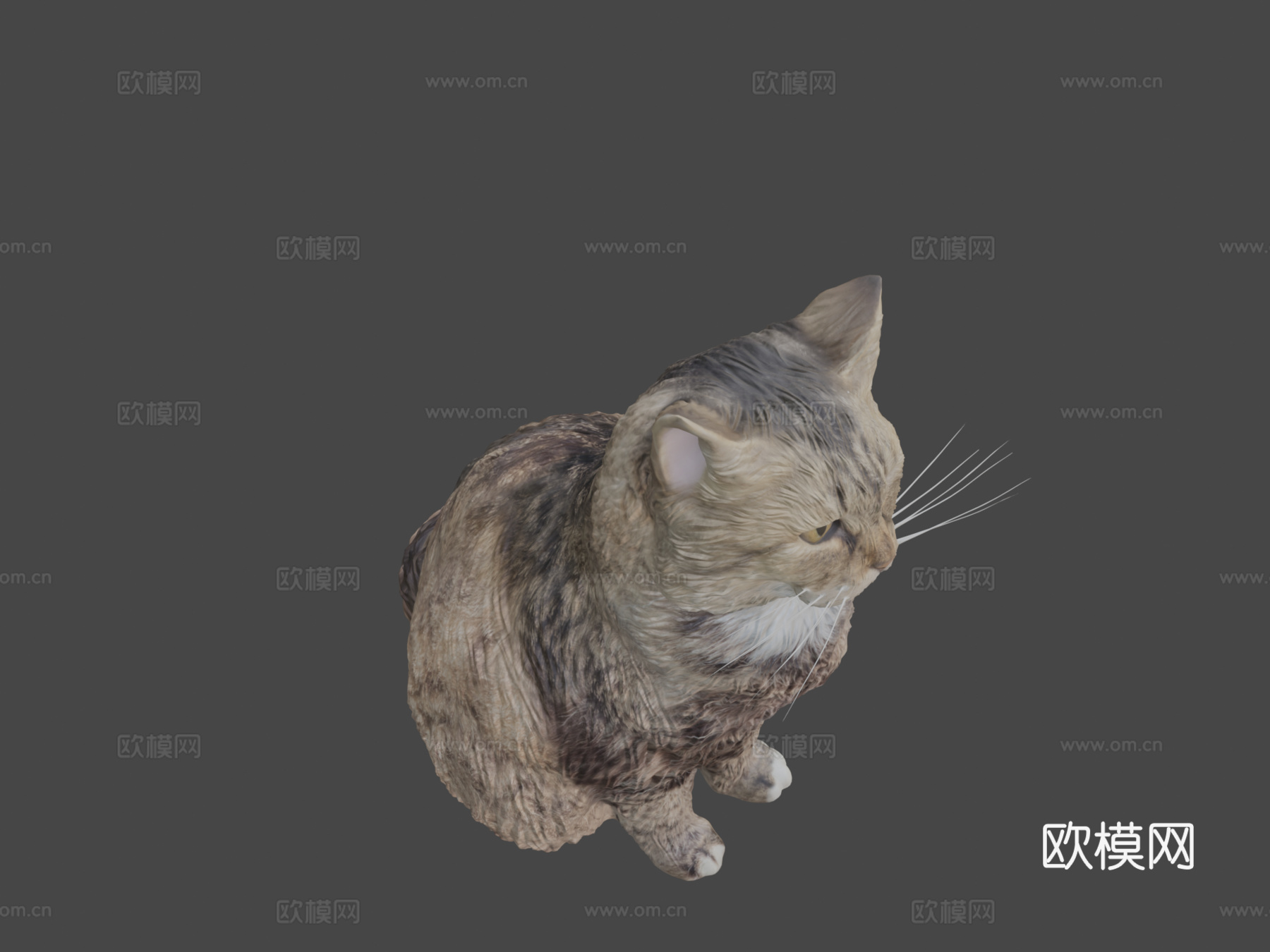 蓬松猫153d模型