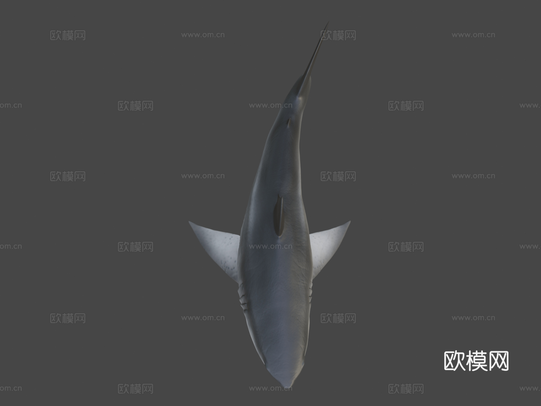 巨齿鲨3d模型