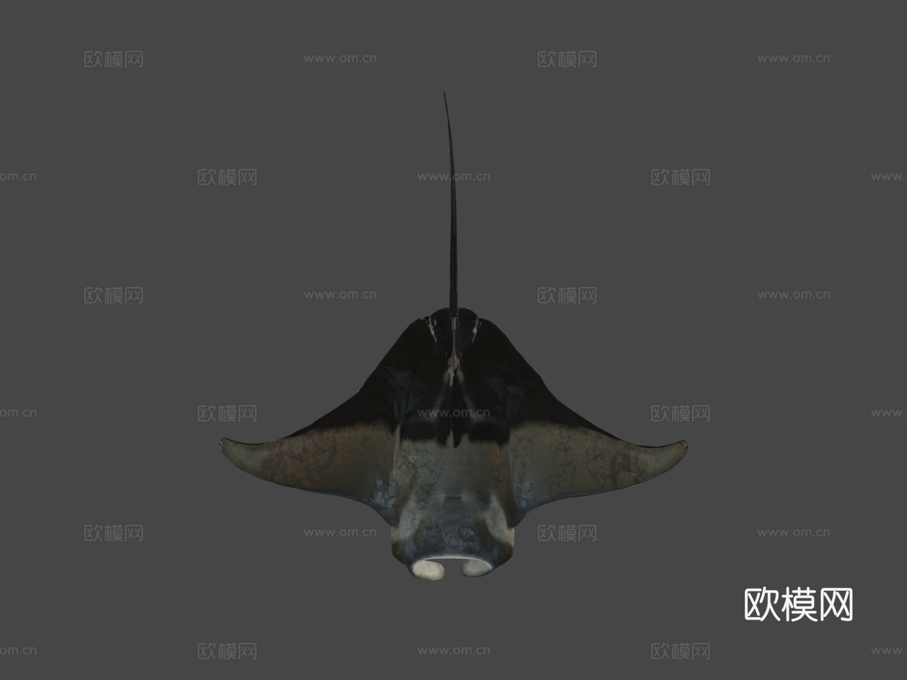 蝠鲼3d模型