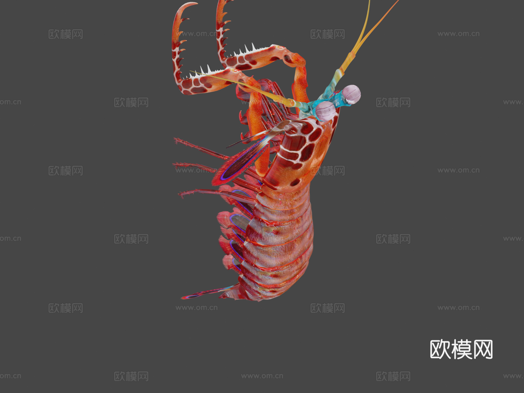 螳螂虾3d模型