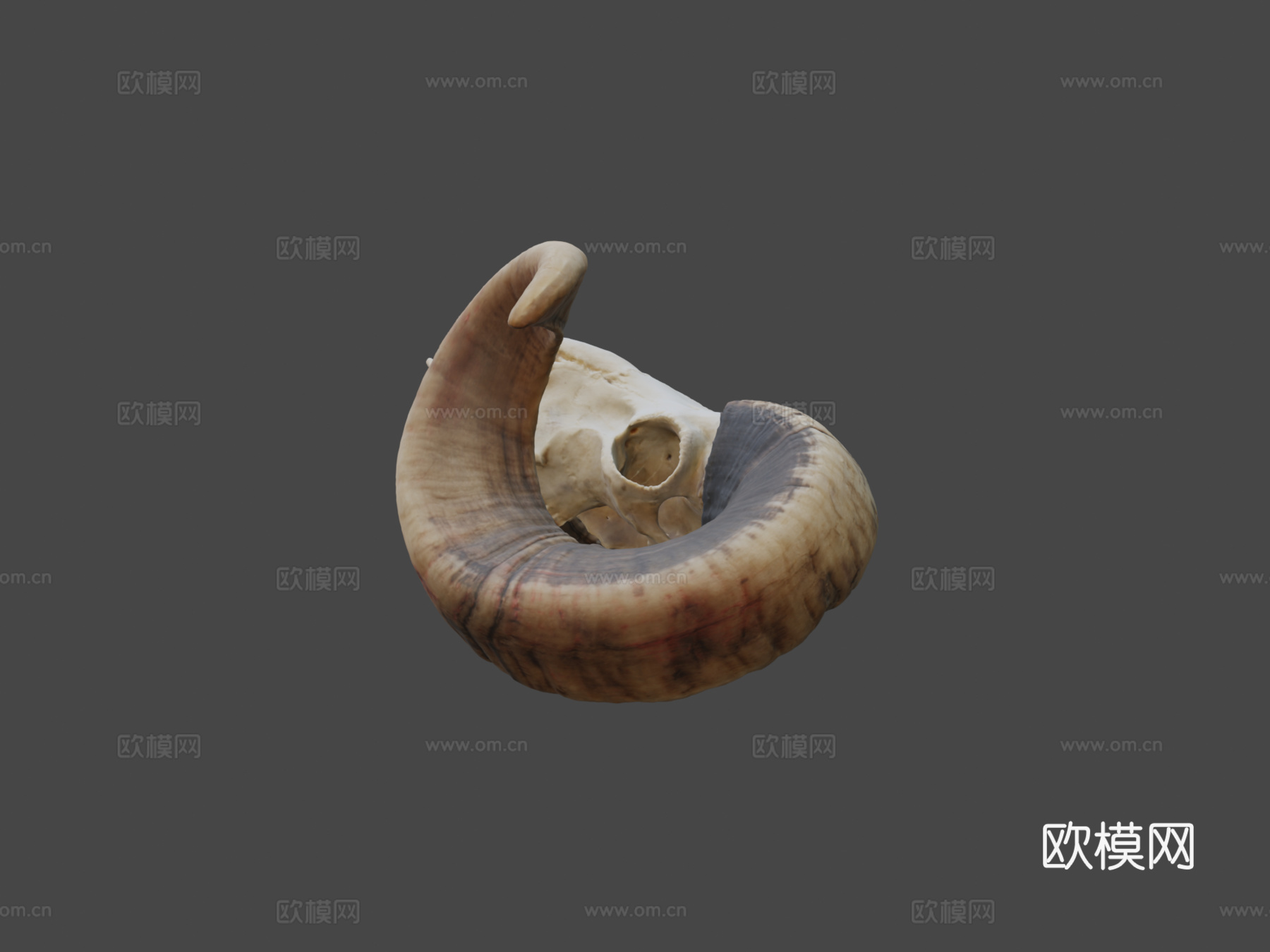 公羊头骨-摄影测量法3d模型