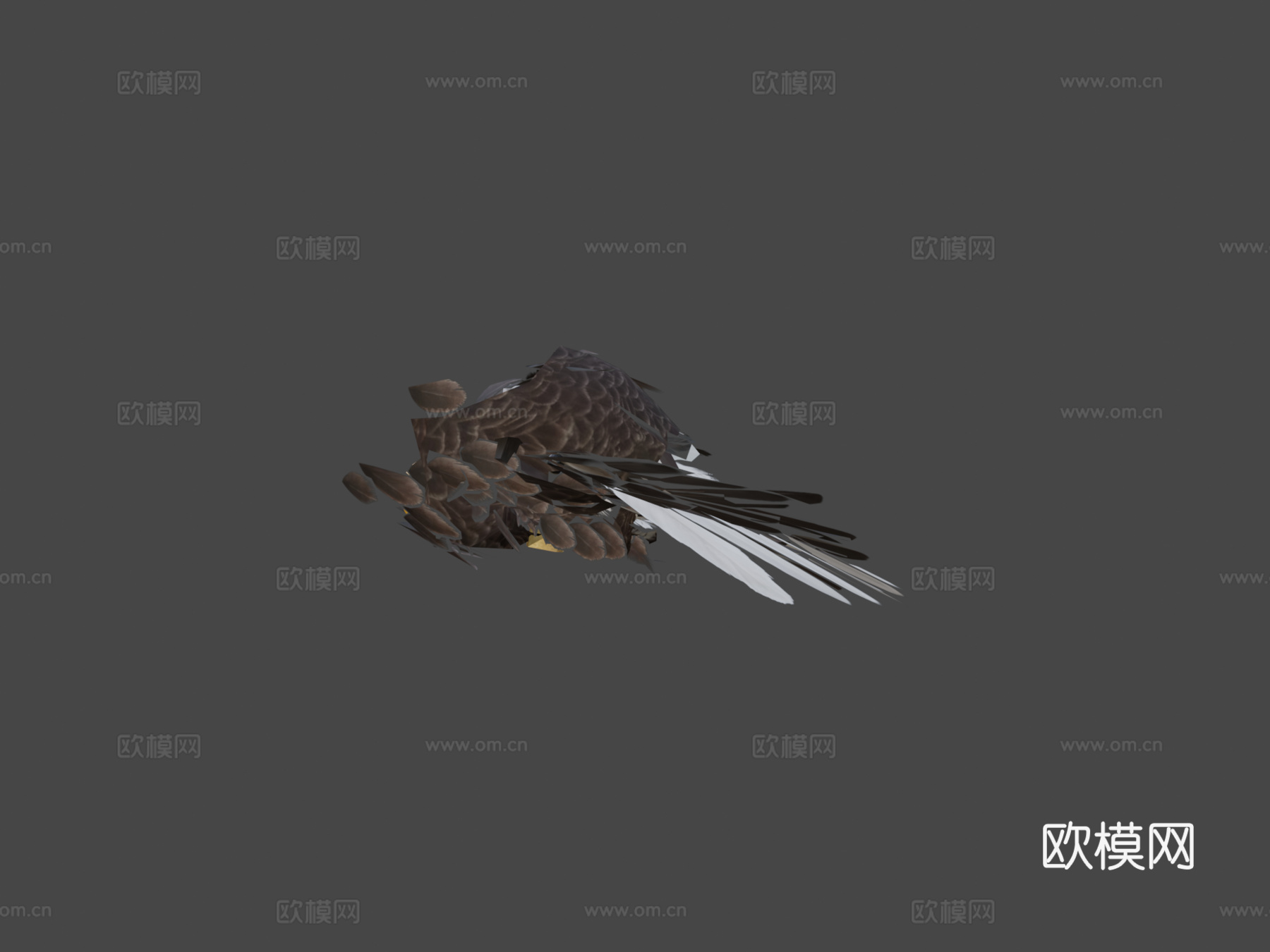 动物界-白头海雕与金雕3d模型
