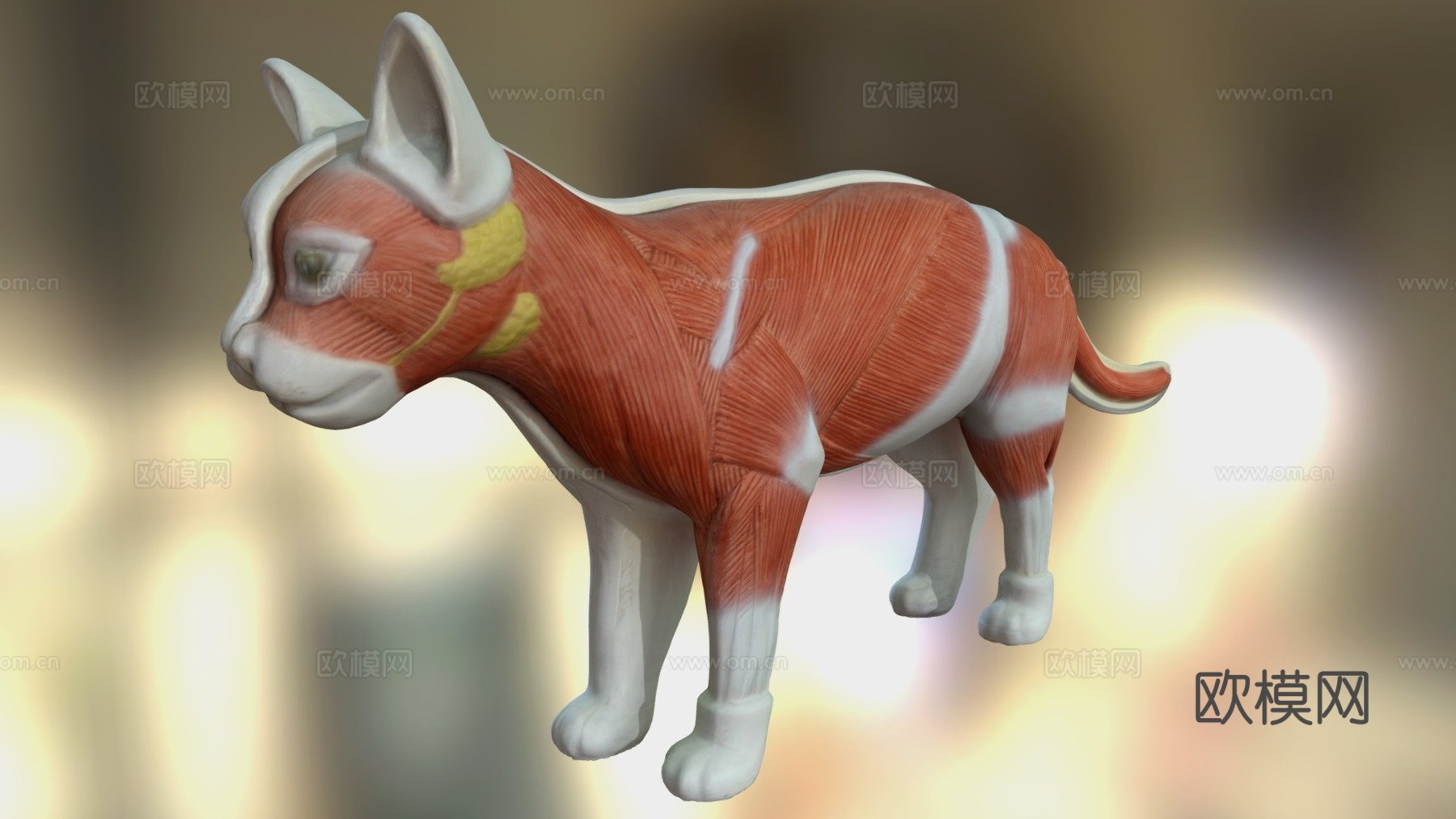 带肌肉结构的猫3D解剖模型3d模型