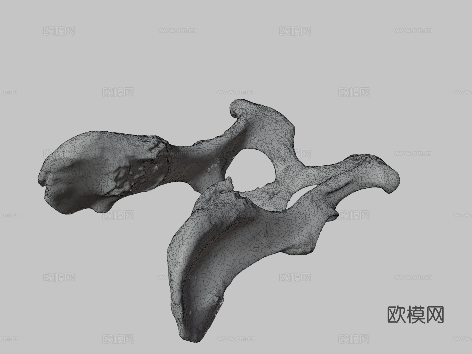 狗盆骨髋骨3d模型
