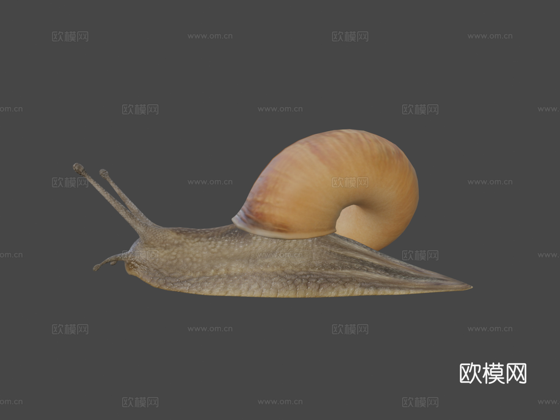 蜗牛3d模型