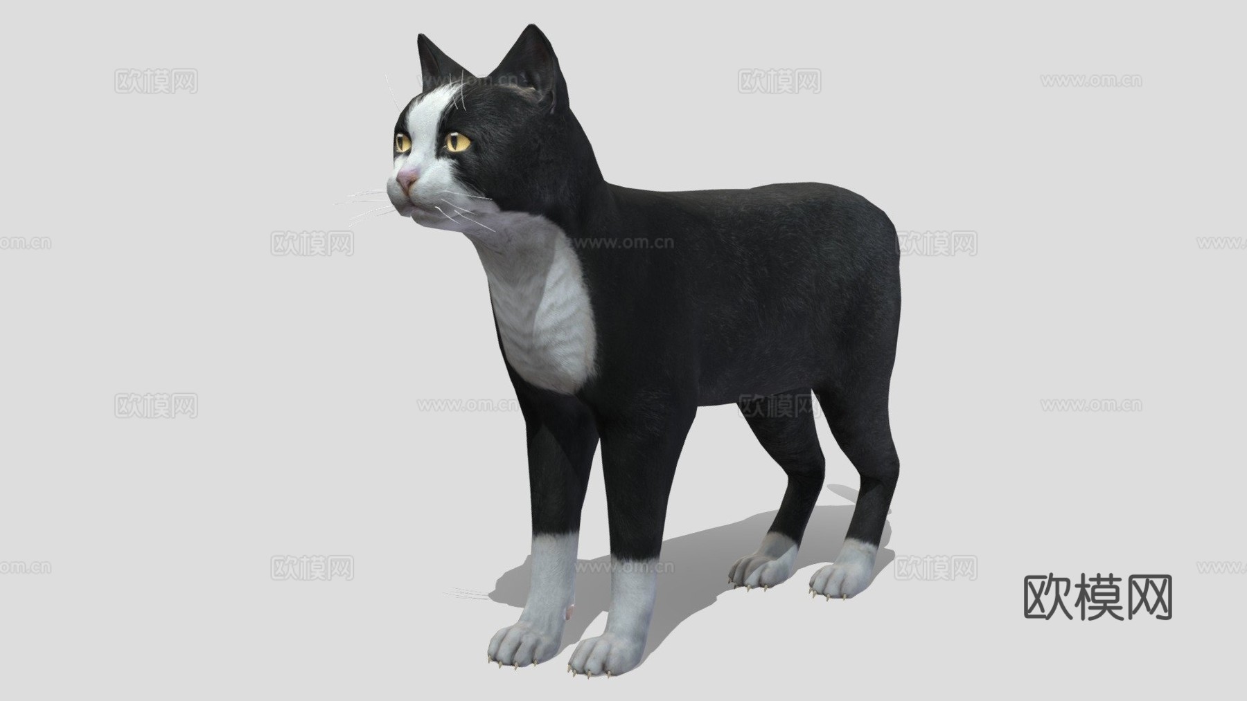 猫的所有动画3d模型