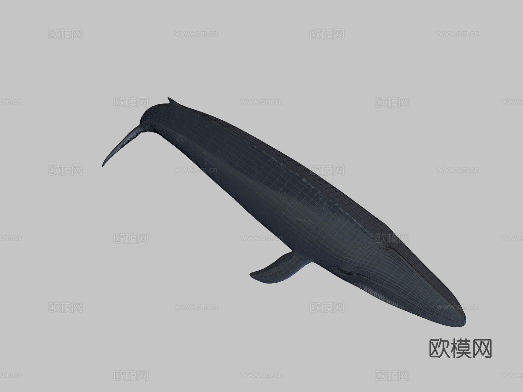 蓝鲸(须鲸肌肉)-蓝鲸3d模型