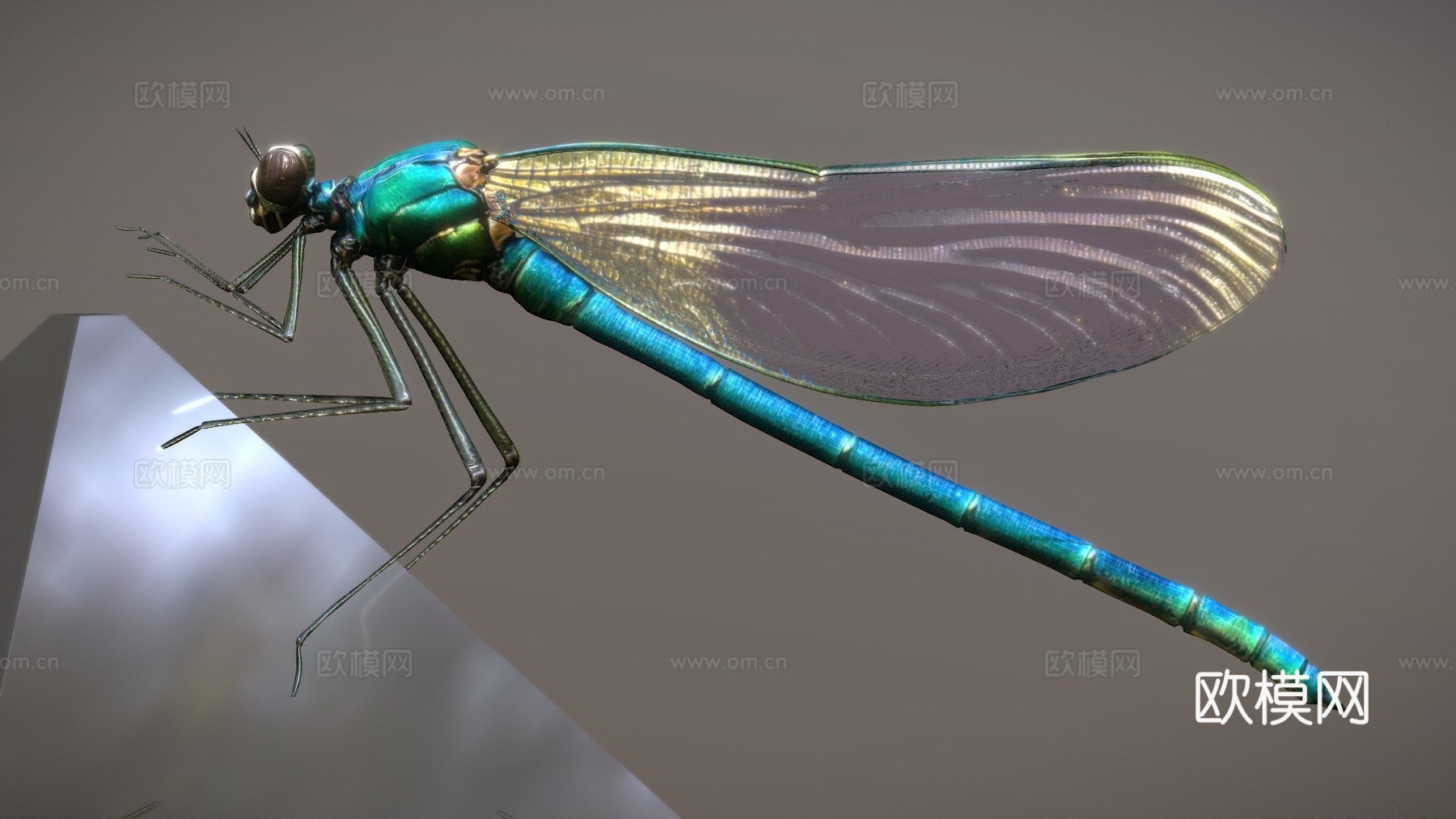 蜻蜓3d模型
