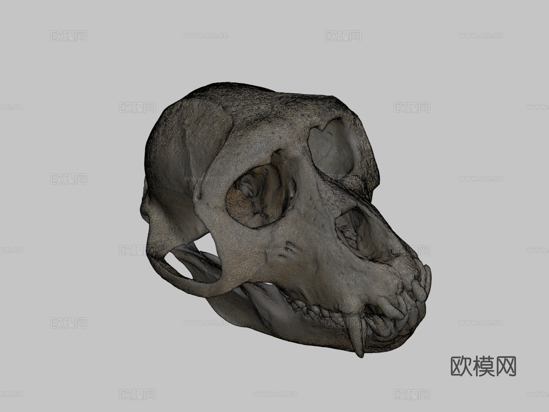 猕猴头骨3d模型