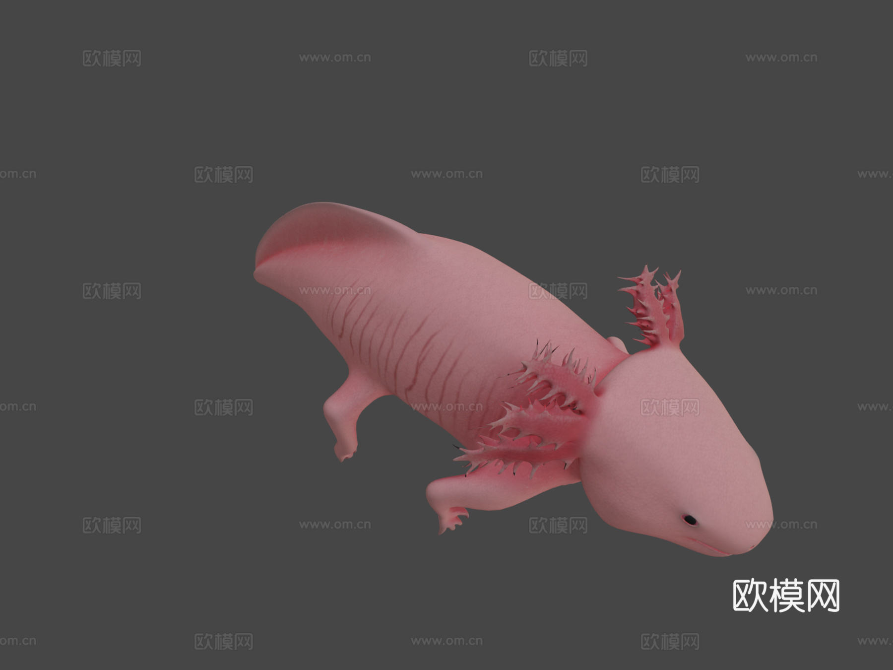 美西螈3d模型