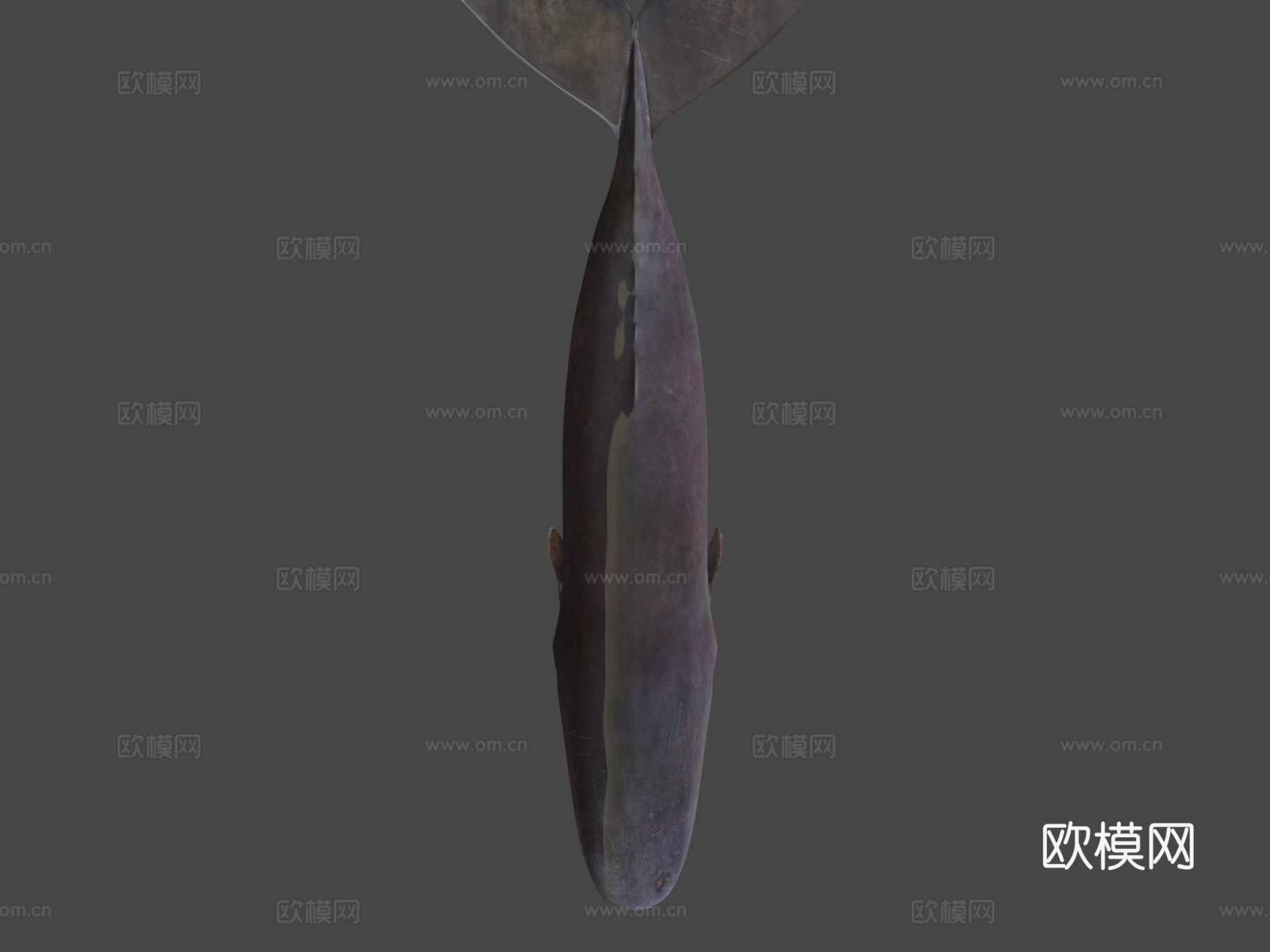 抹香鲸(Physeter Macrocephalous)-精3d模型