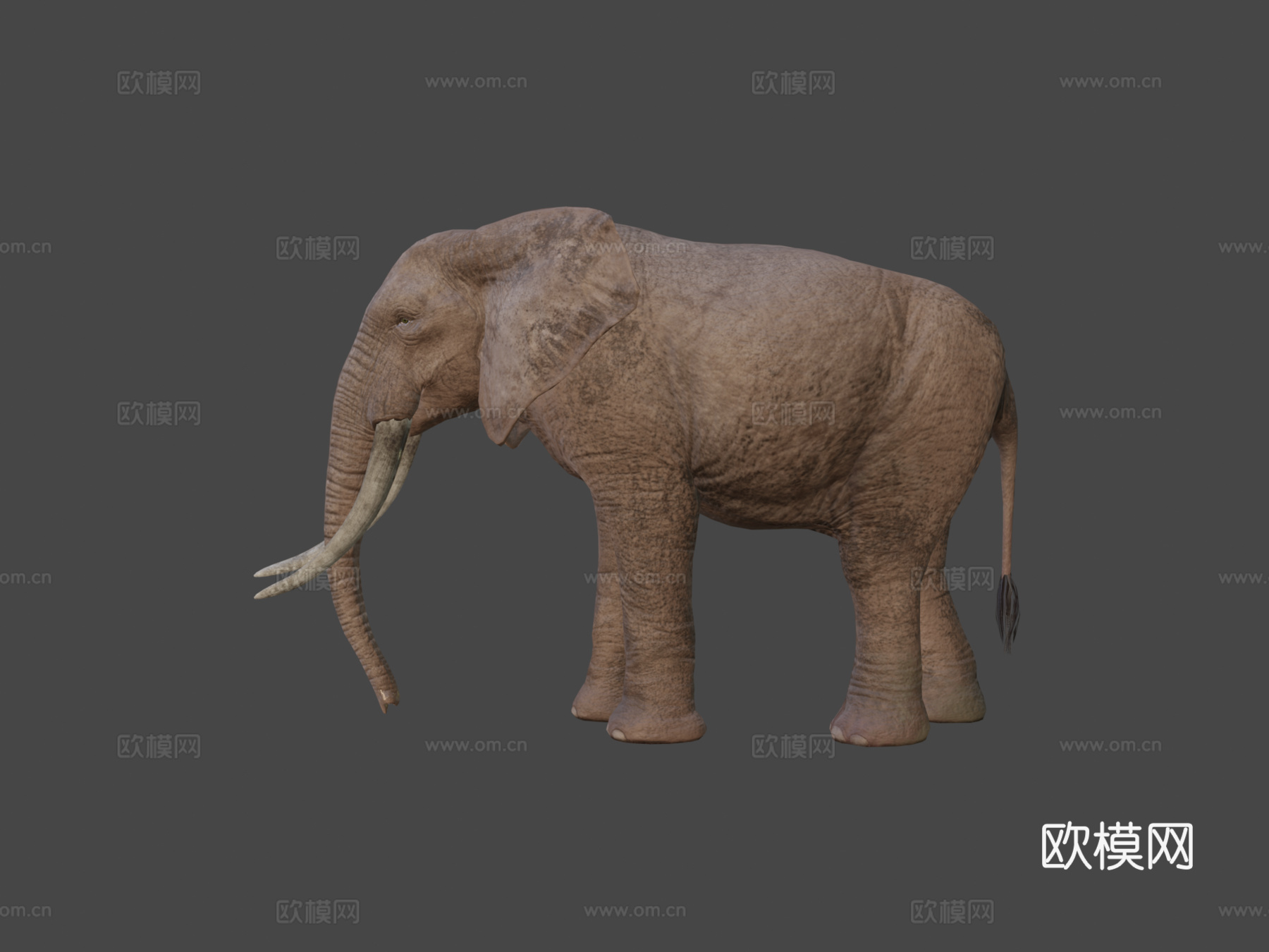 真实大象3d模型