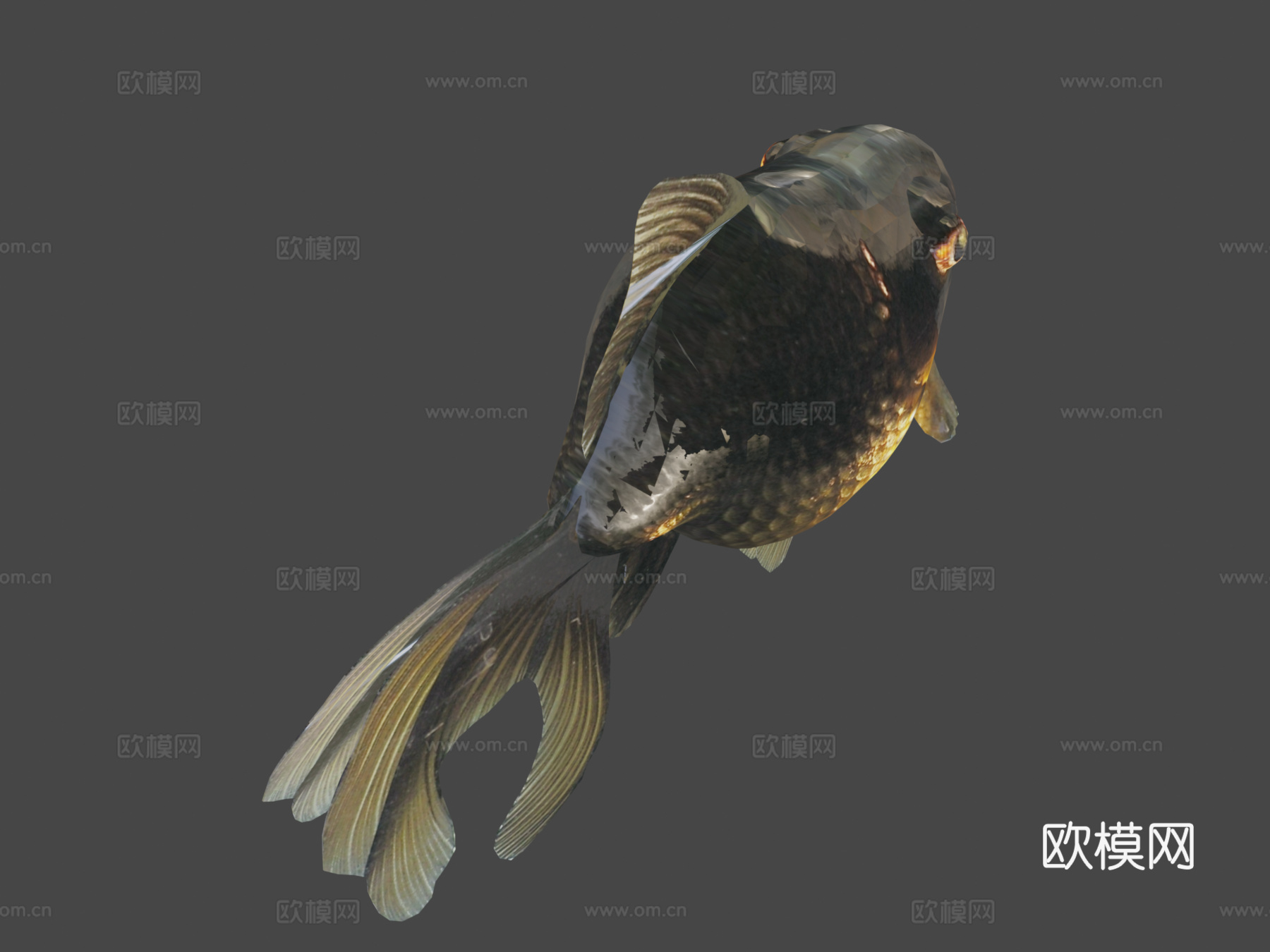 黑沼金鱼(Smoothie-3D上传)3d模型