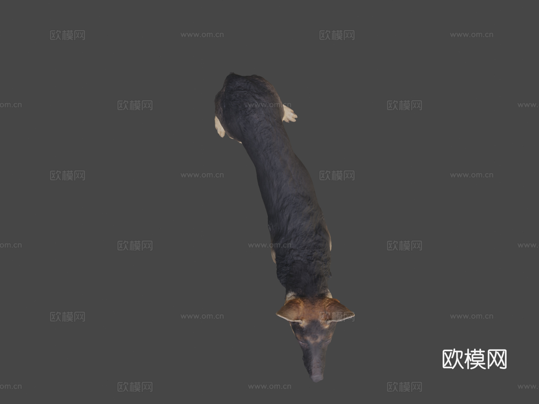 CD_德国牧羊犬幼犬扫描3d模型