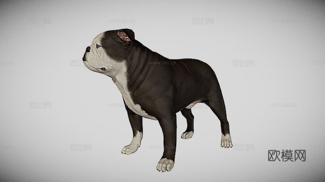 英国斗牛犬3d模型