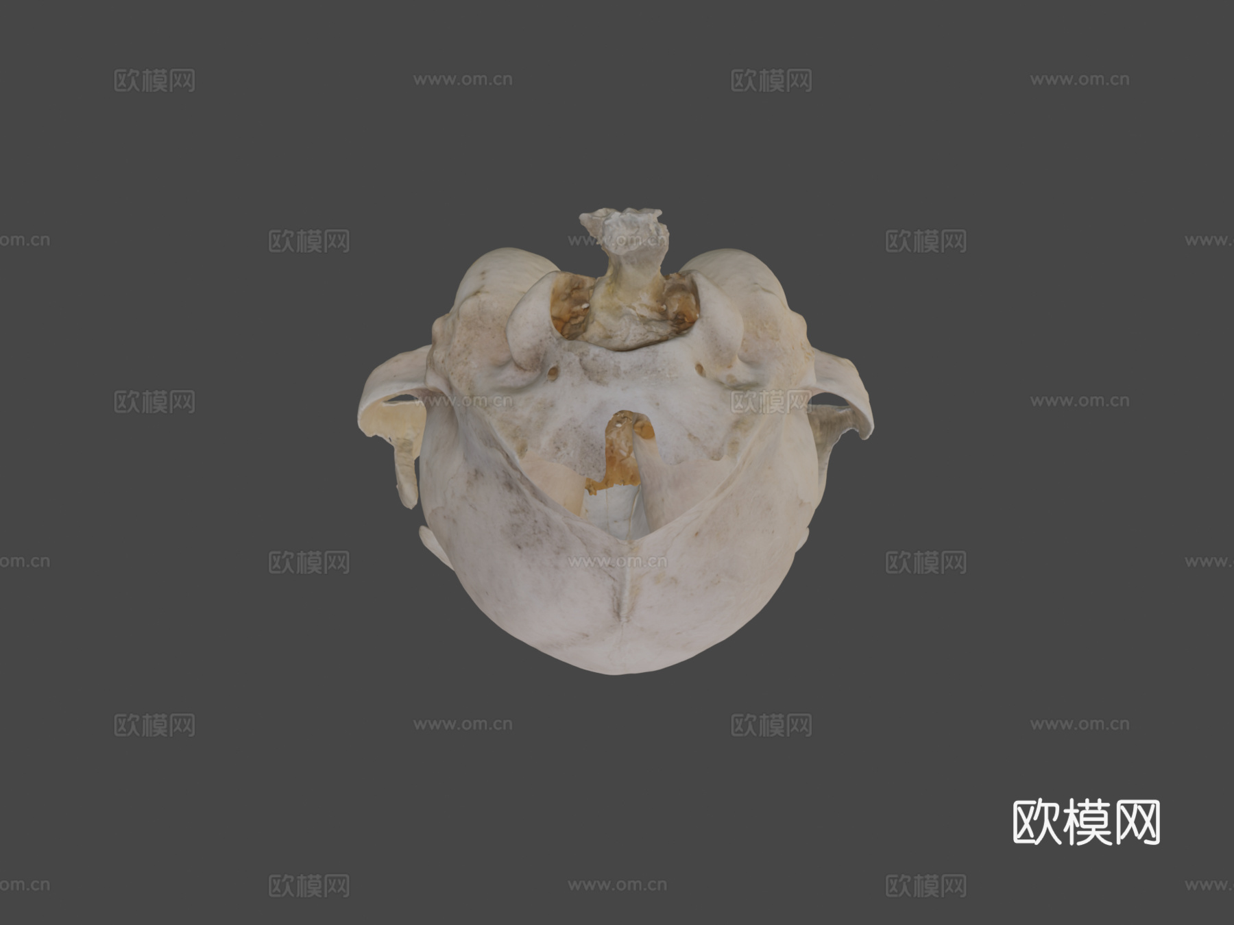 猫头骨3d模型